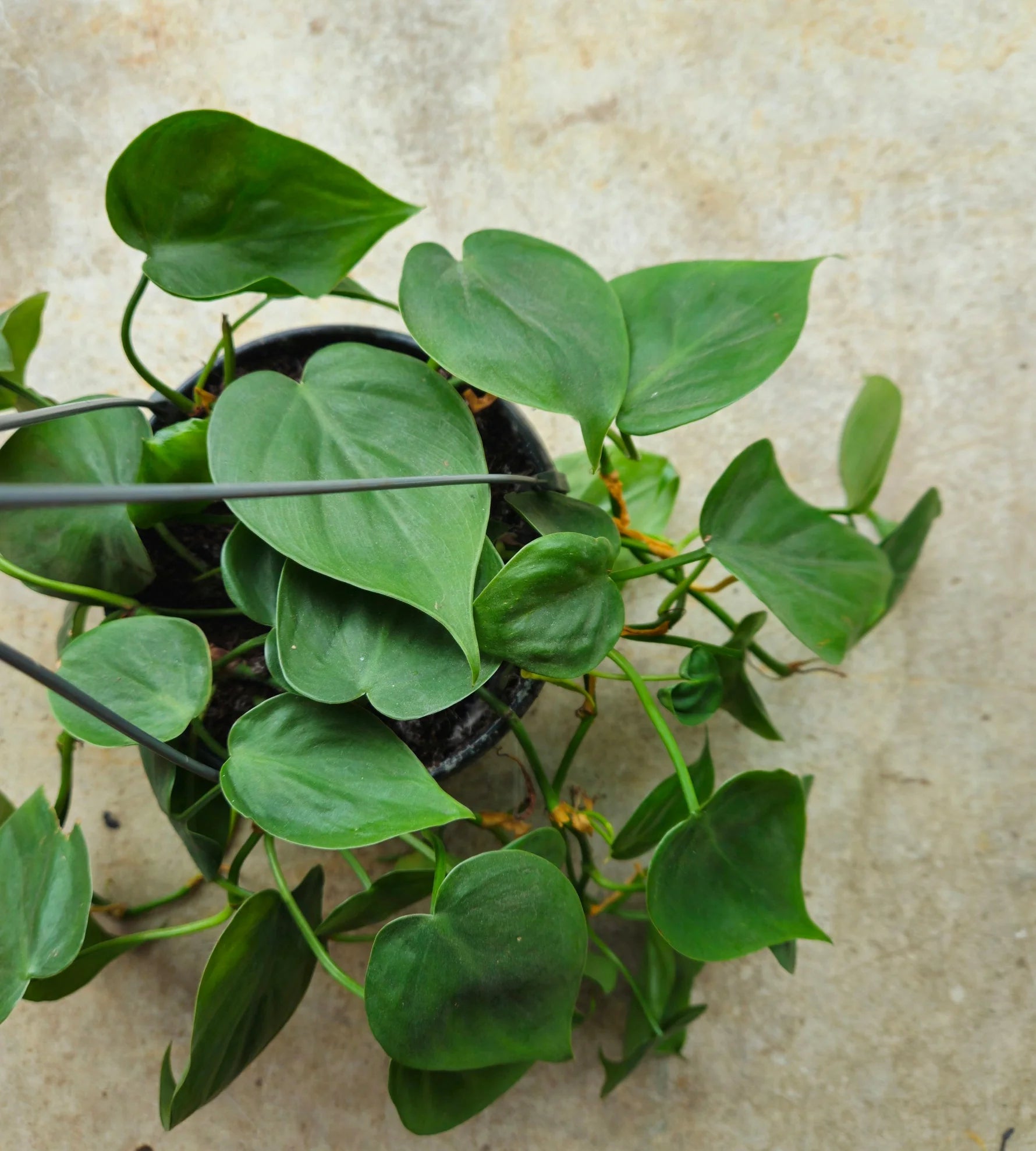 Philodendron Hederaceum Heartleaf Philodendron Care Guide Tips philodendron-hederaceum-heartleaf-philodendron-care-guide-tips