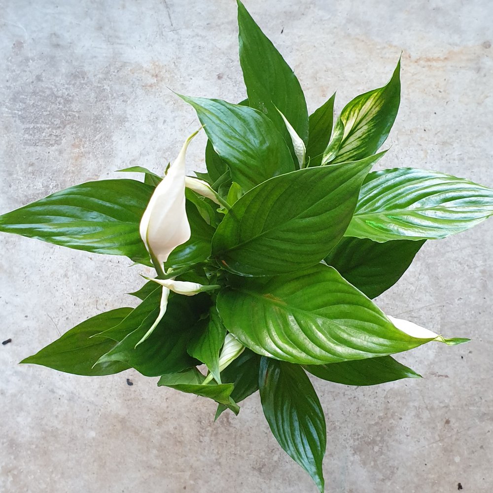 Peace Lily Information