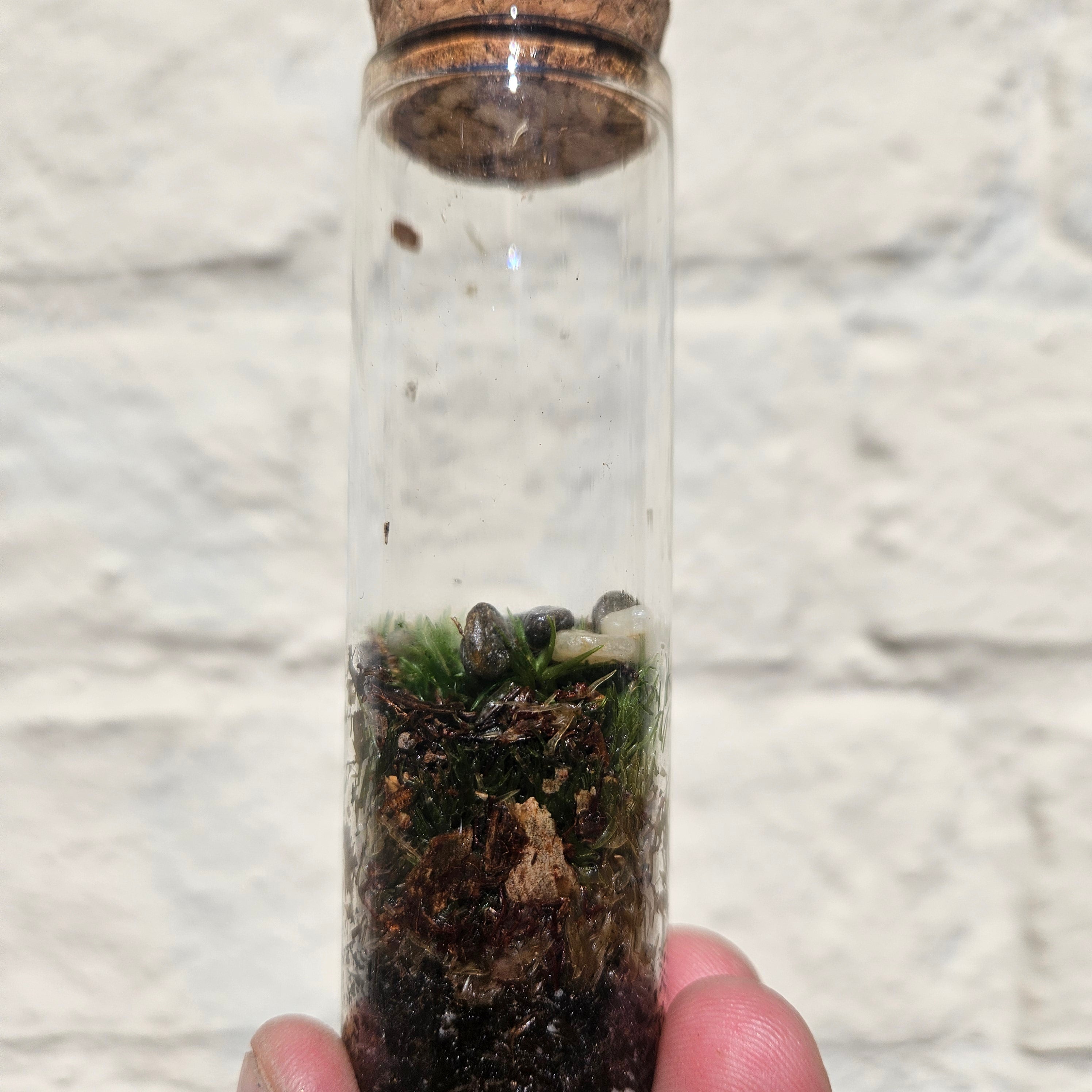 Closed mossarium with cork