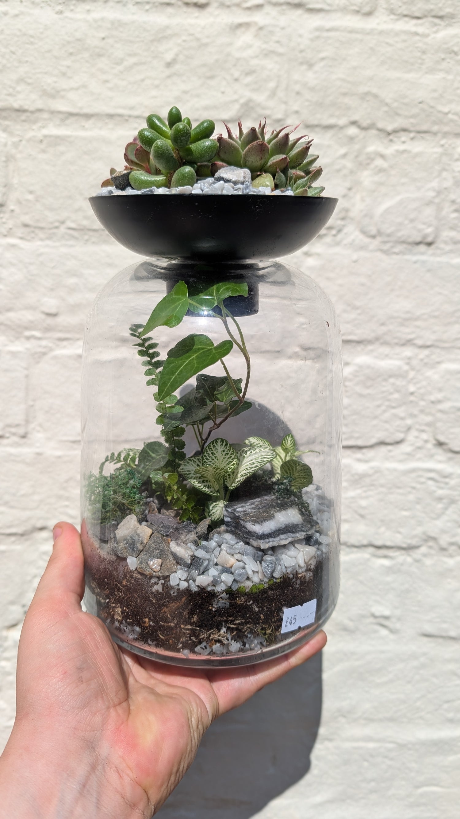 Closed terrarium with Succulent lid
