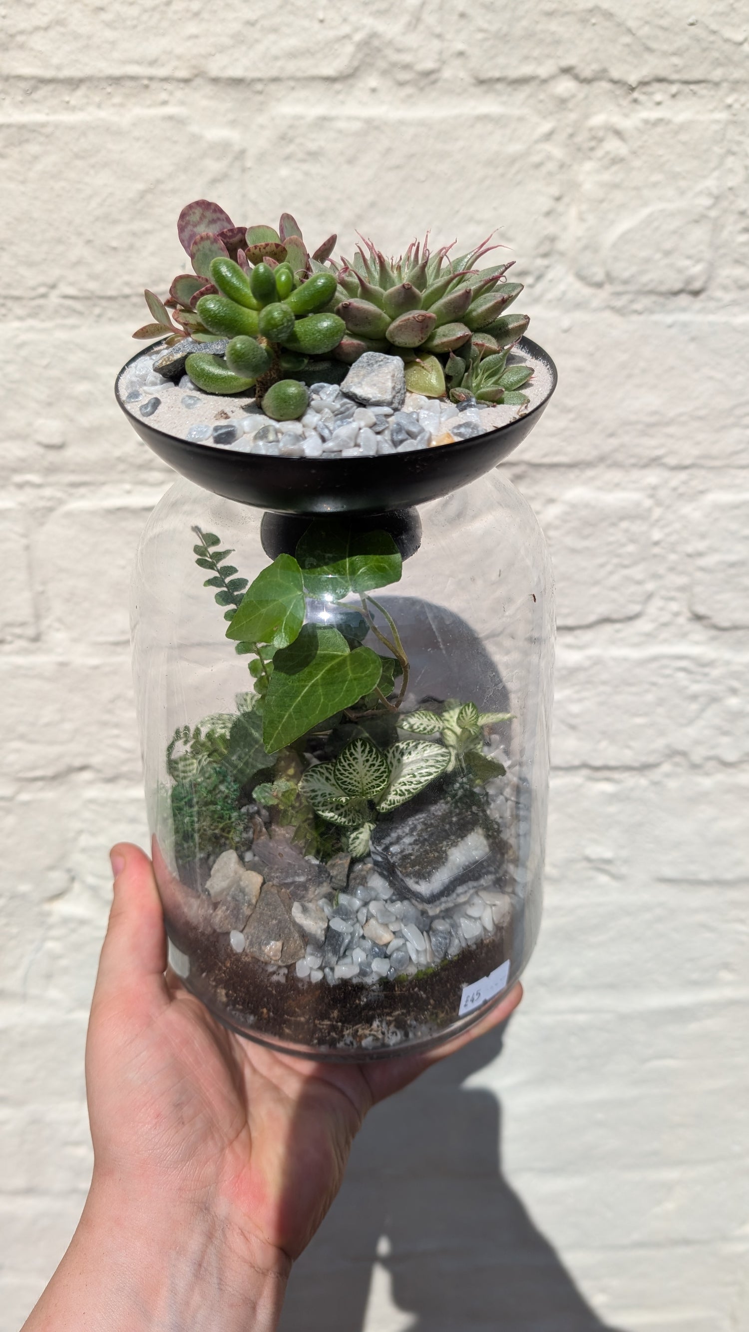 Closed terrarium with Succulent lid