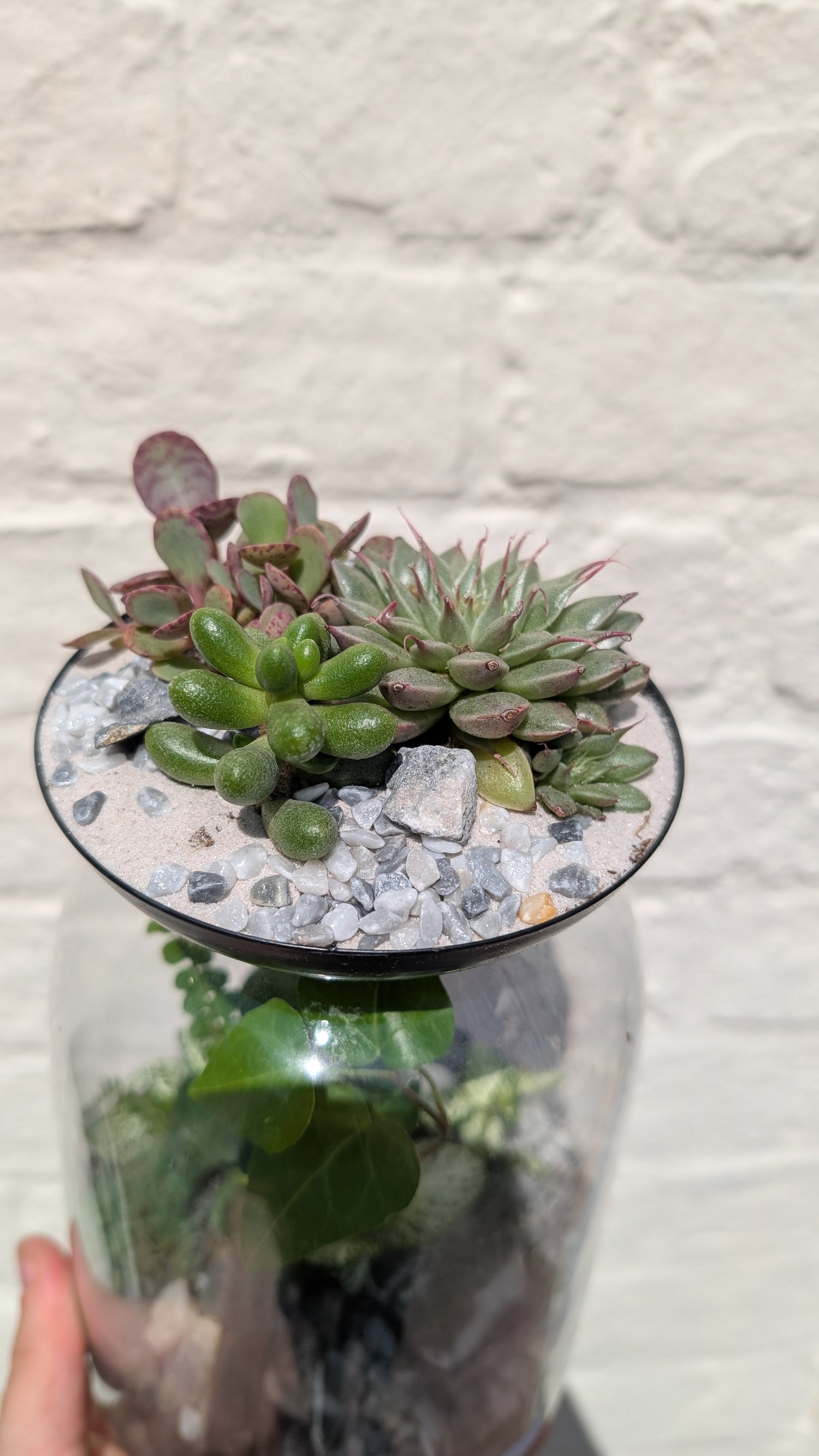 Closed terrarium with Succulent lid