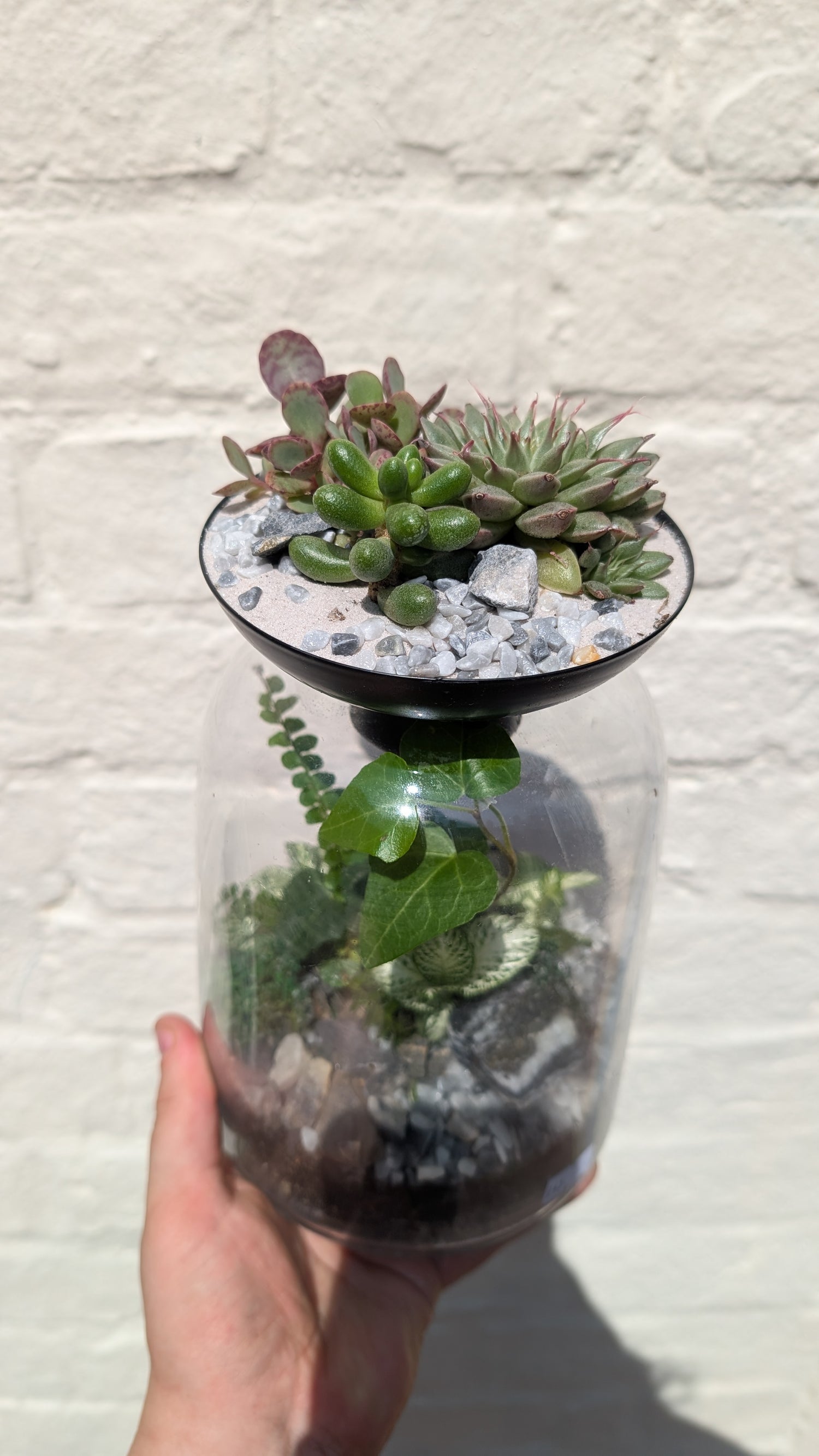 Closed terrarium with Succulent lid