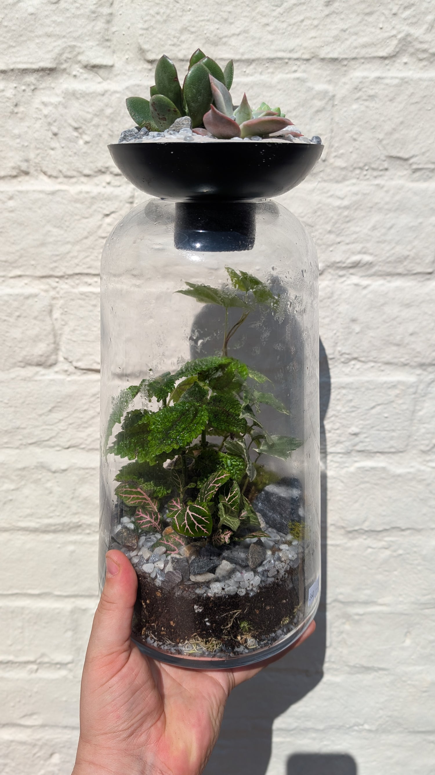 Closed terrarium with Succulent lid