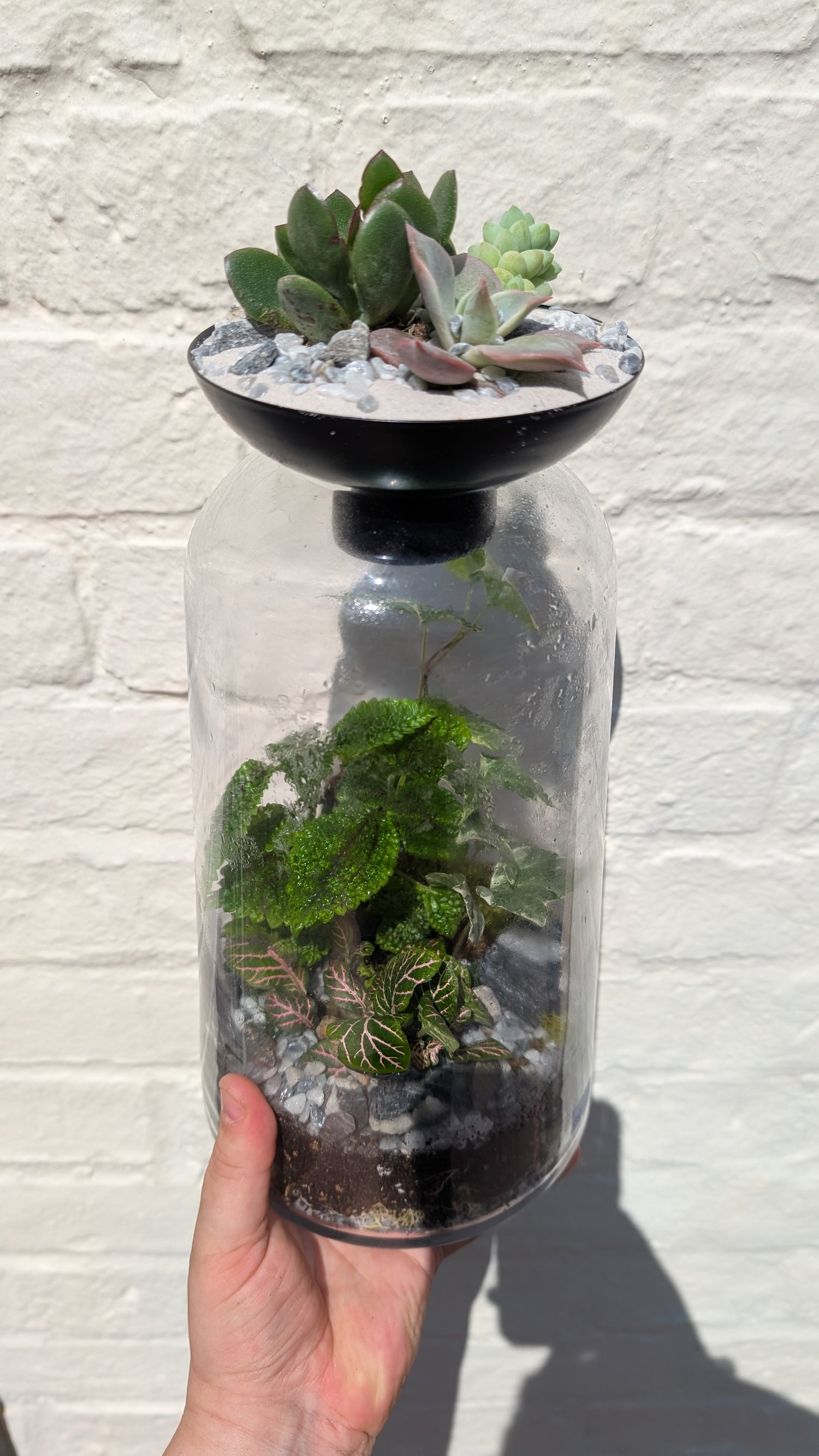 Closed terrarium with Succulent lid