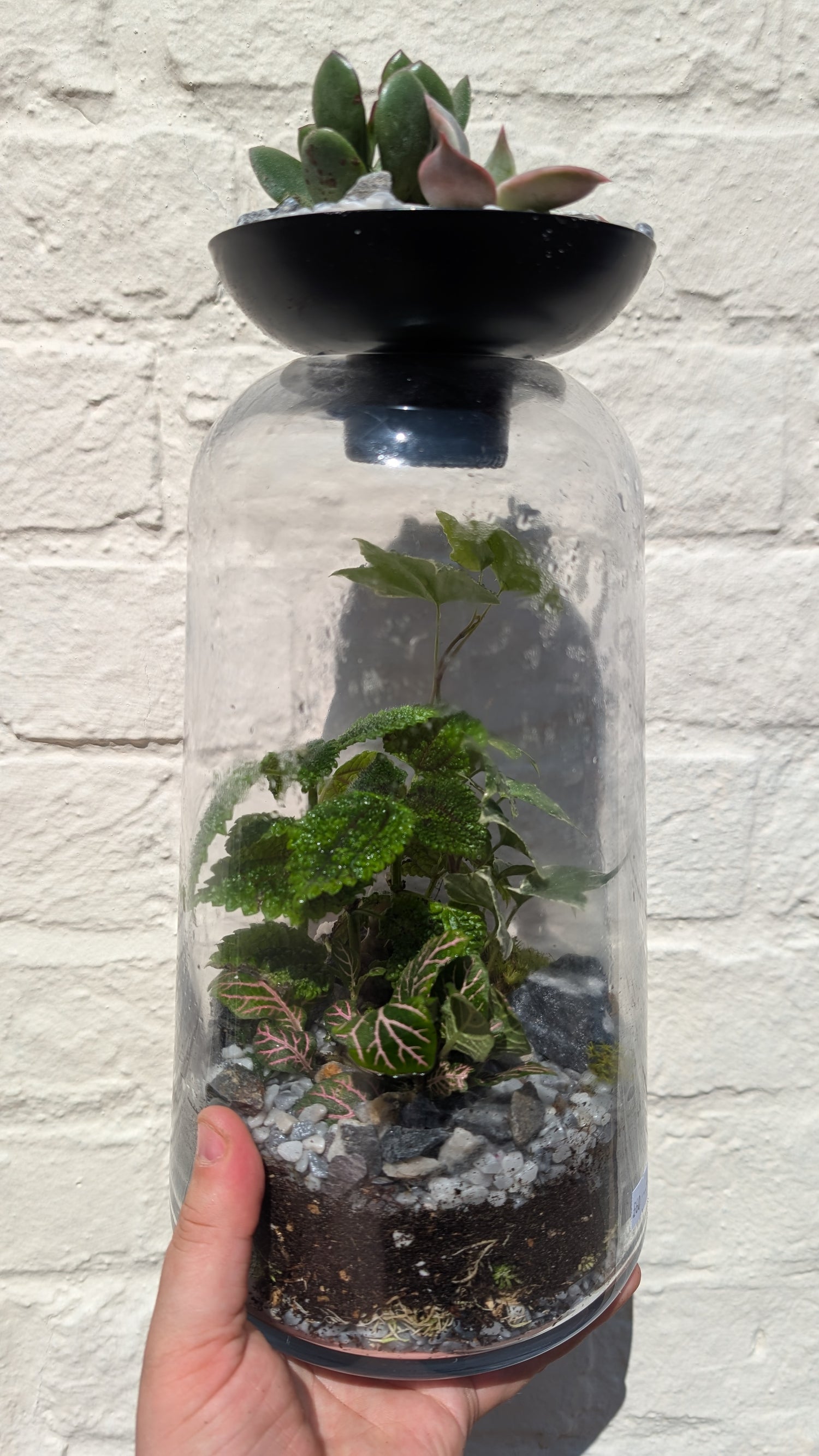 Closed terrarium with Succulent lid