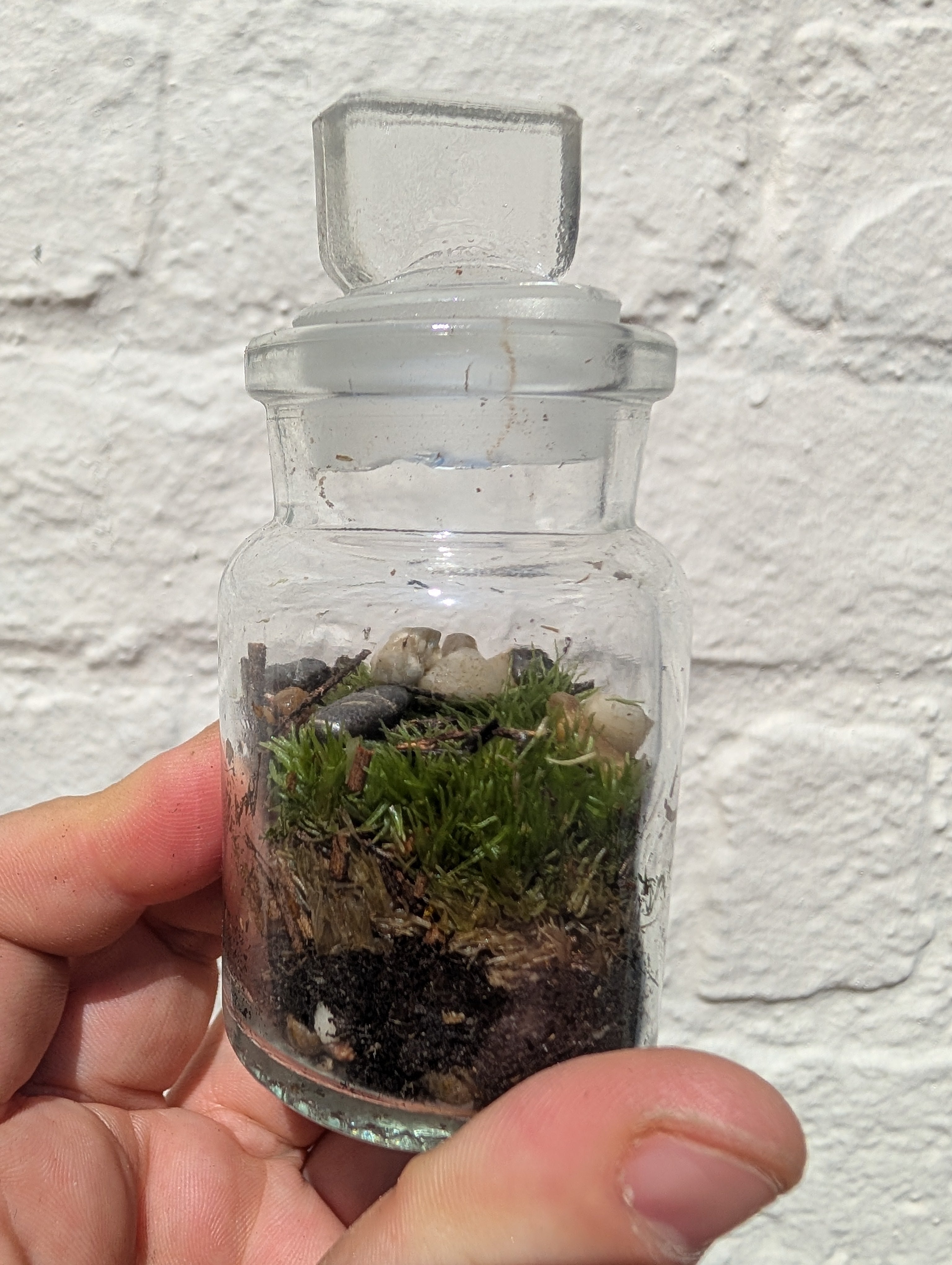 Closed mossarium with cork
