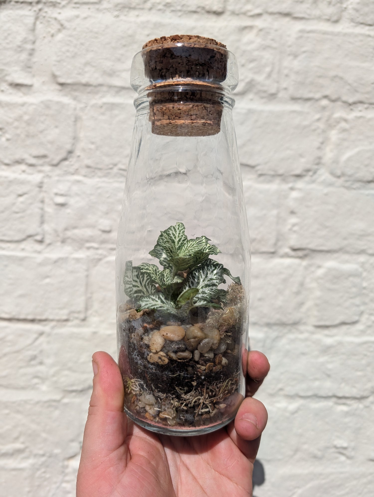 Small Milk bottle Glass Closed Terrarium
