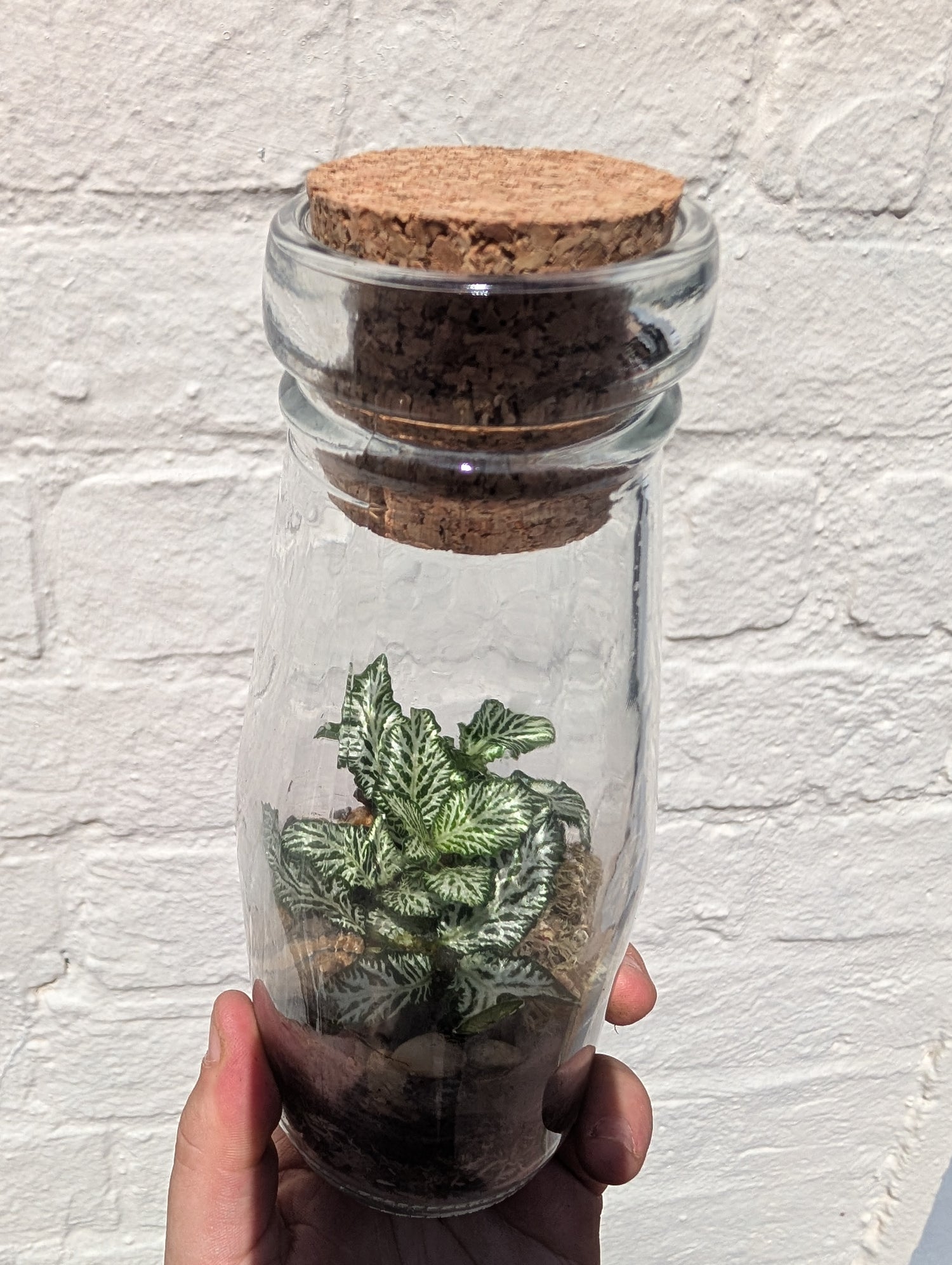 Small Milk bottle Glass Closed Terrarium