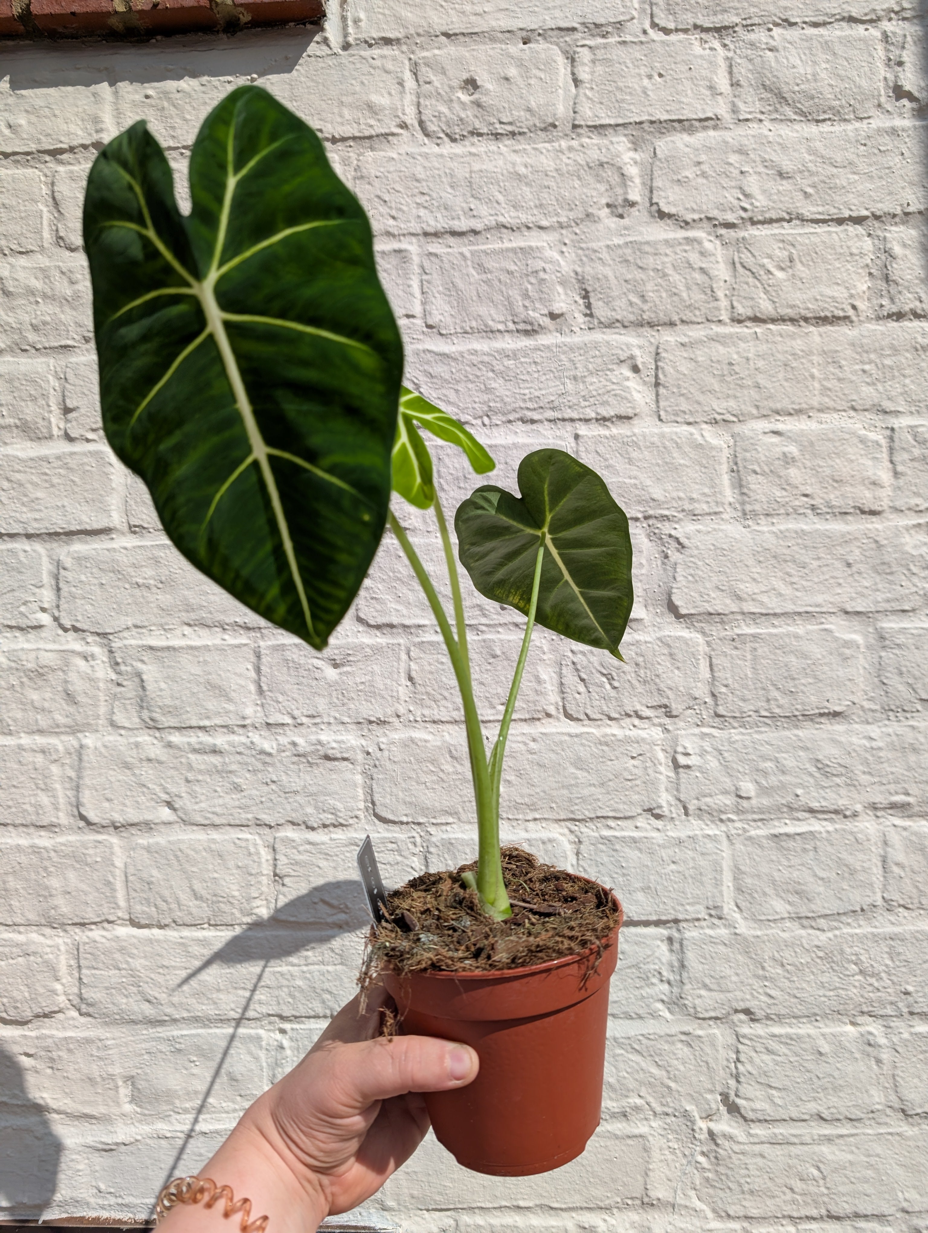 Alocasia micholitziana &