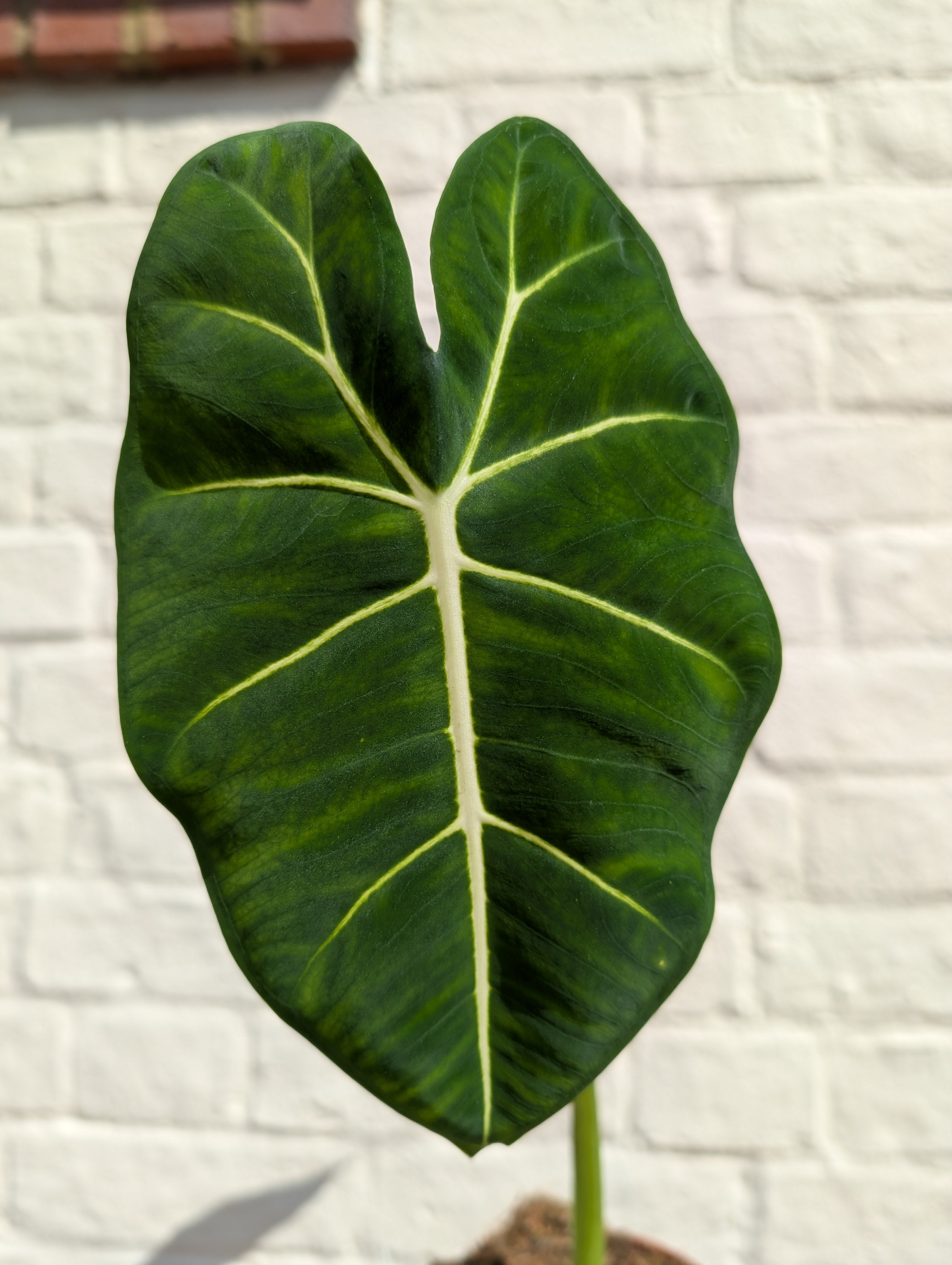 Alocasia micholitziana &