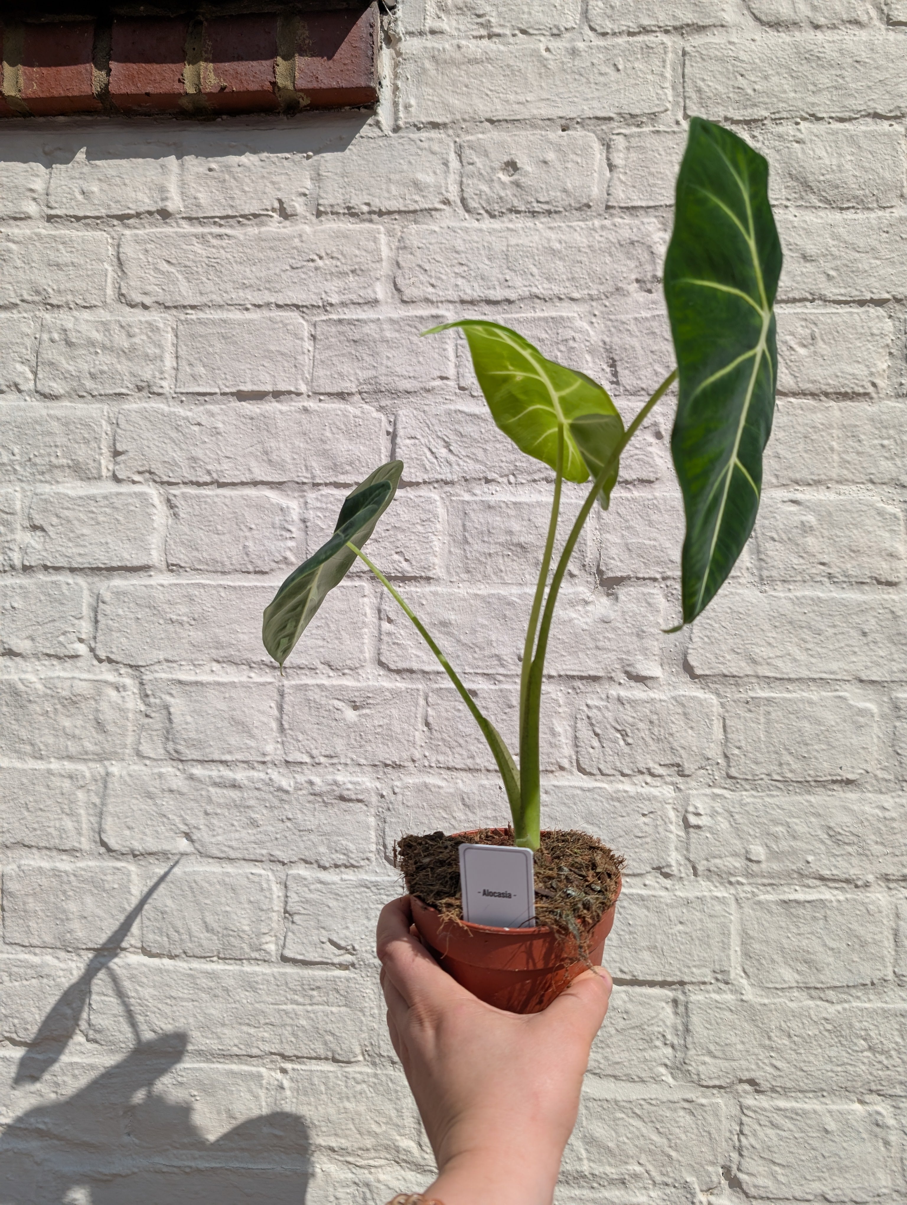 Alocasia micholitziana &