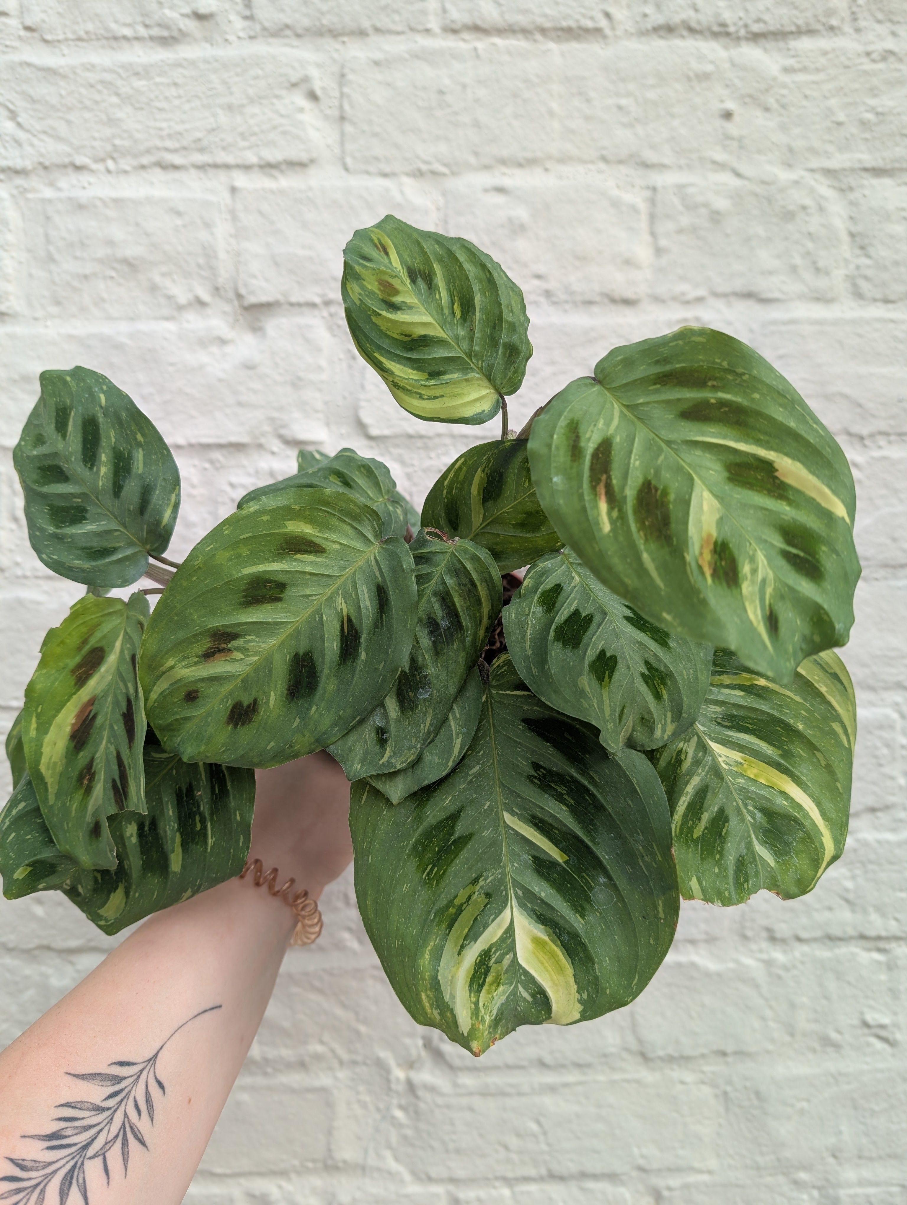 Maranta leuconeura var. kerchoveana &