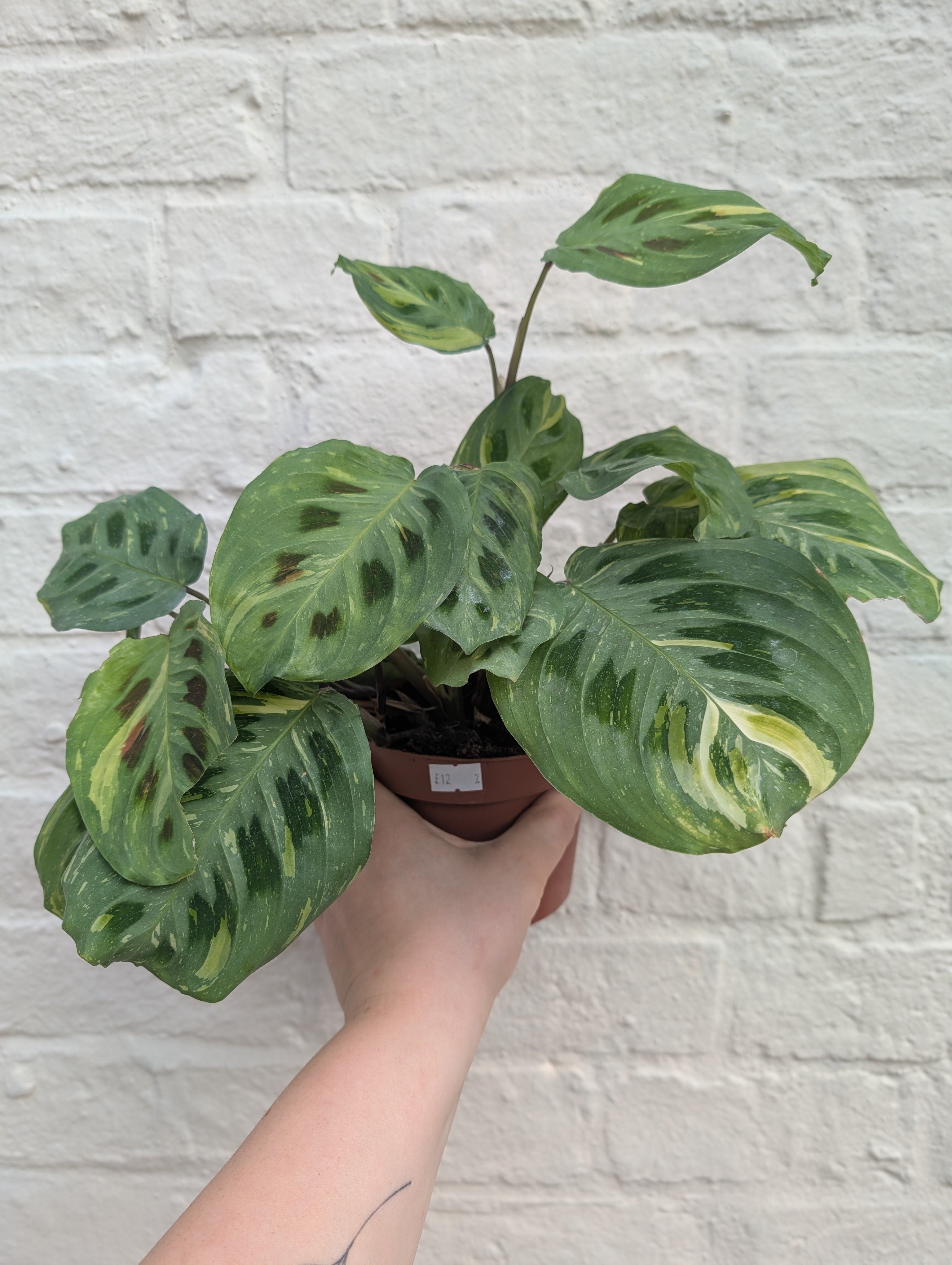 Maranta leuconeura var. kerchoveana &