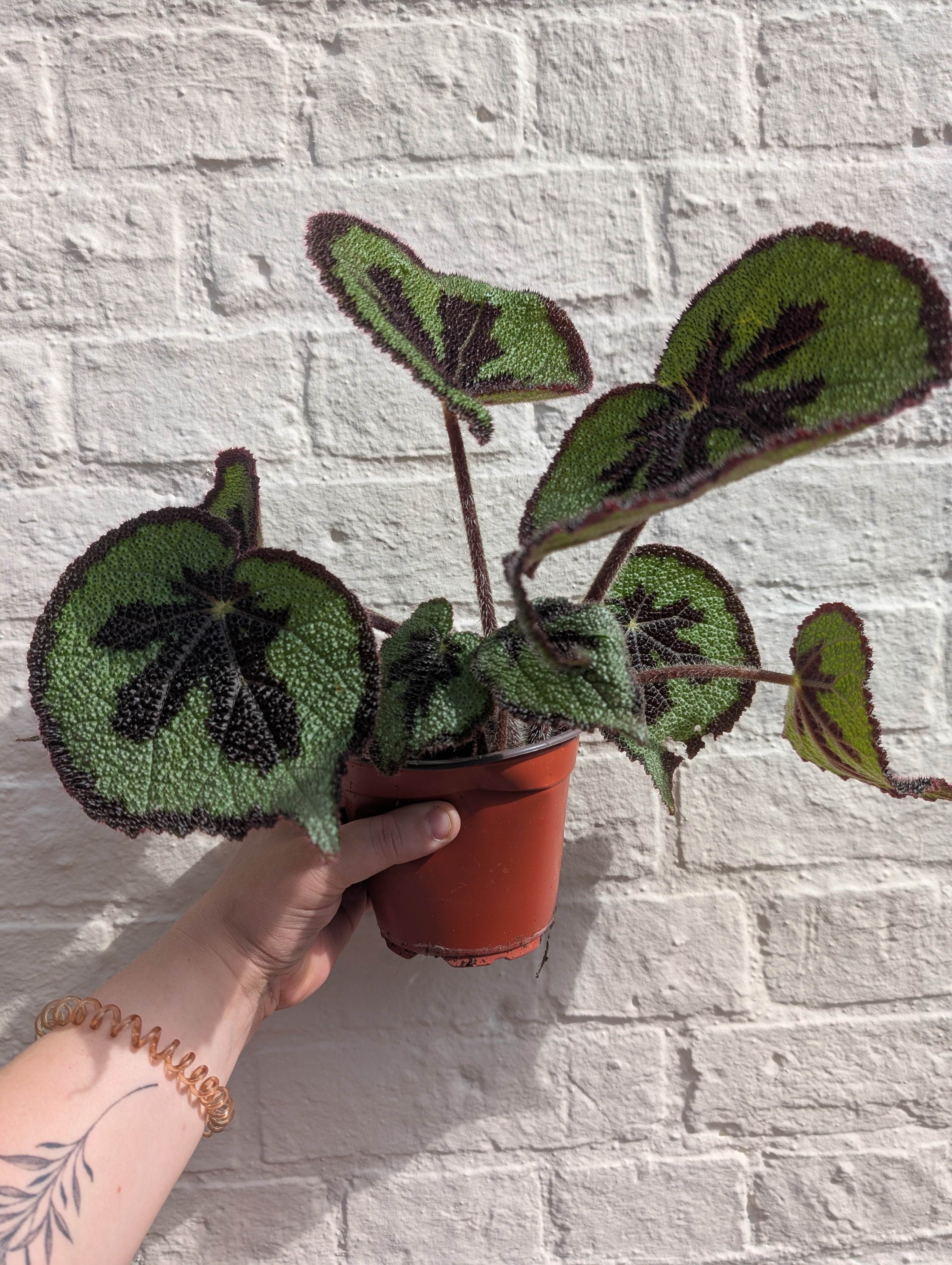 Begonia masoniana &