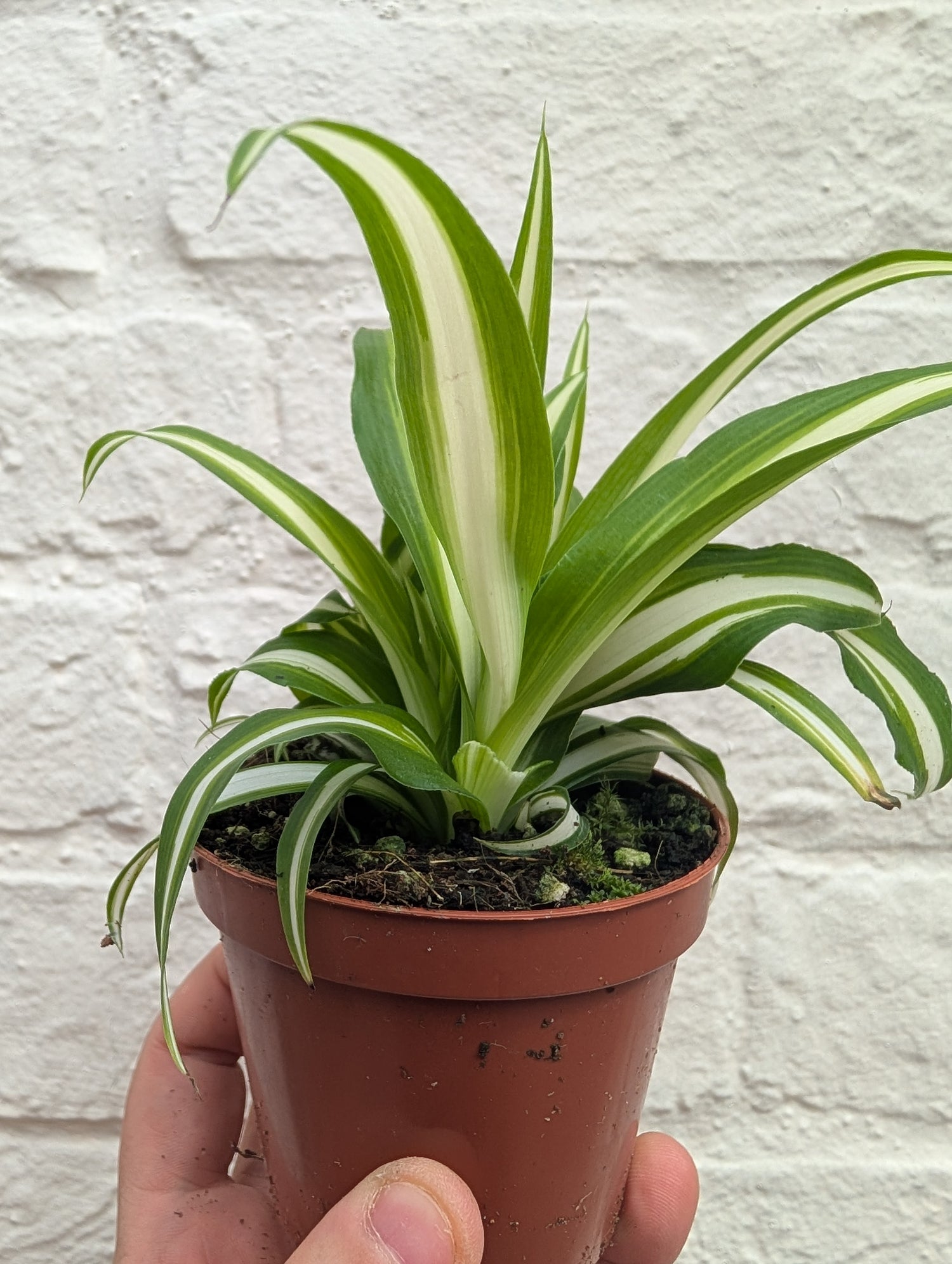 Chlorophytum variegatum (Spider Plant)