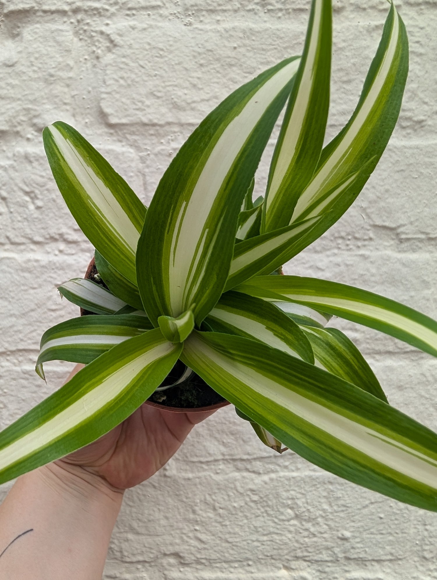 Chlorophytum variegatum (Spider Plant)
