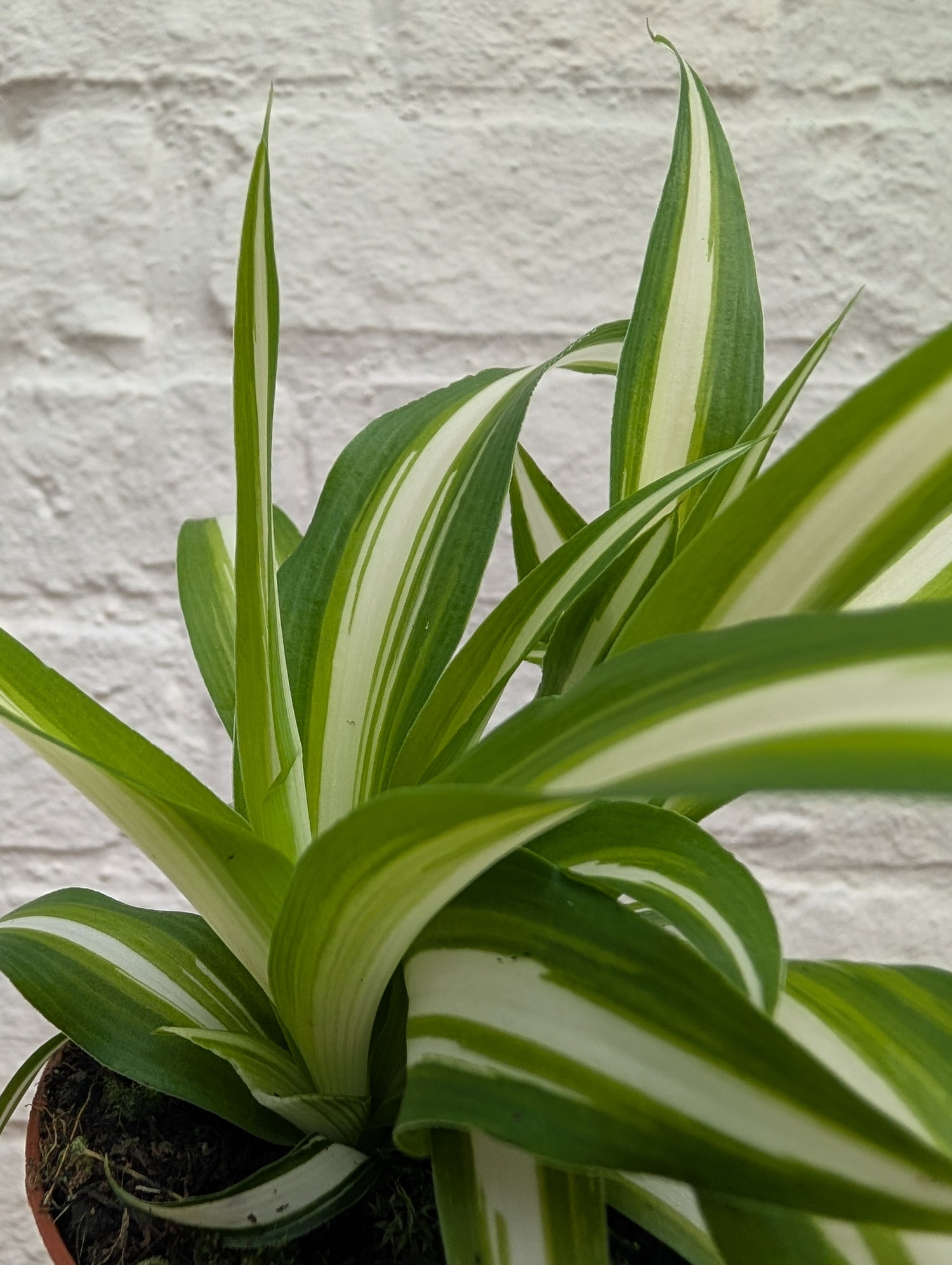 Chlorophytum variegatum (Spider Plant)