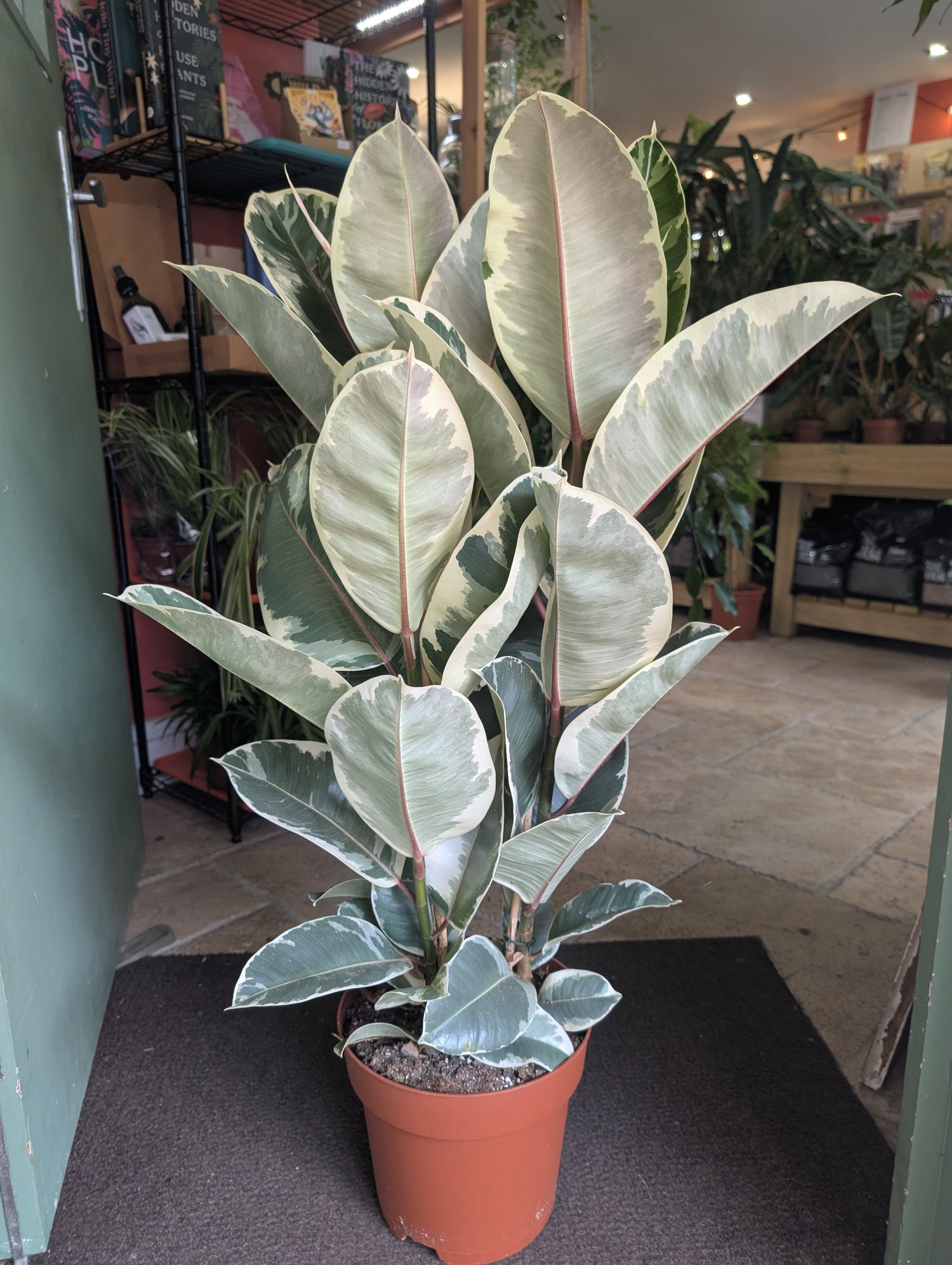 Ficus elastica (Rubber Plant) -5 varieties available