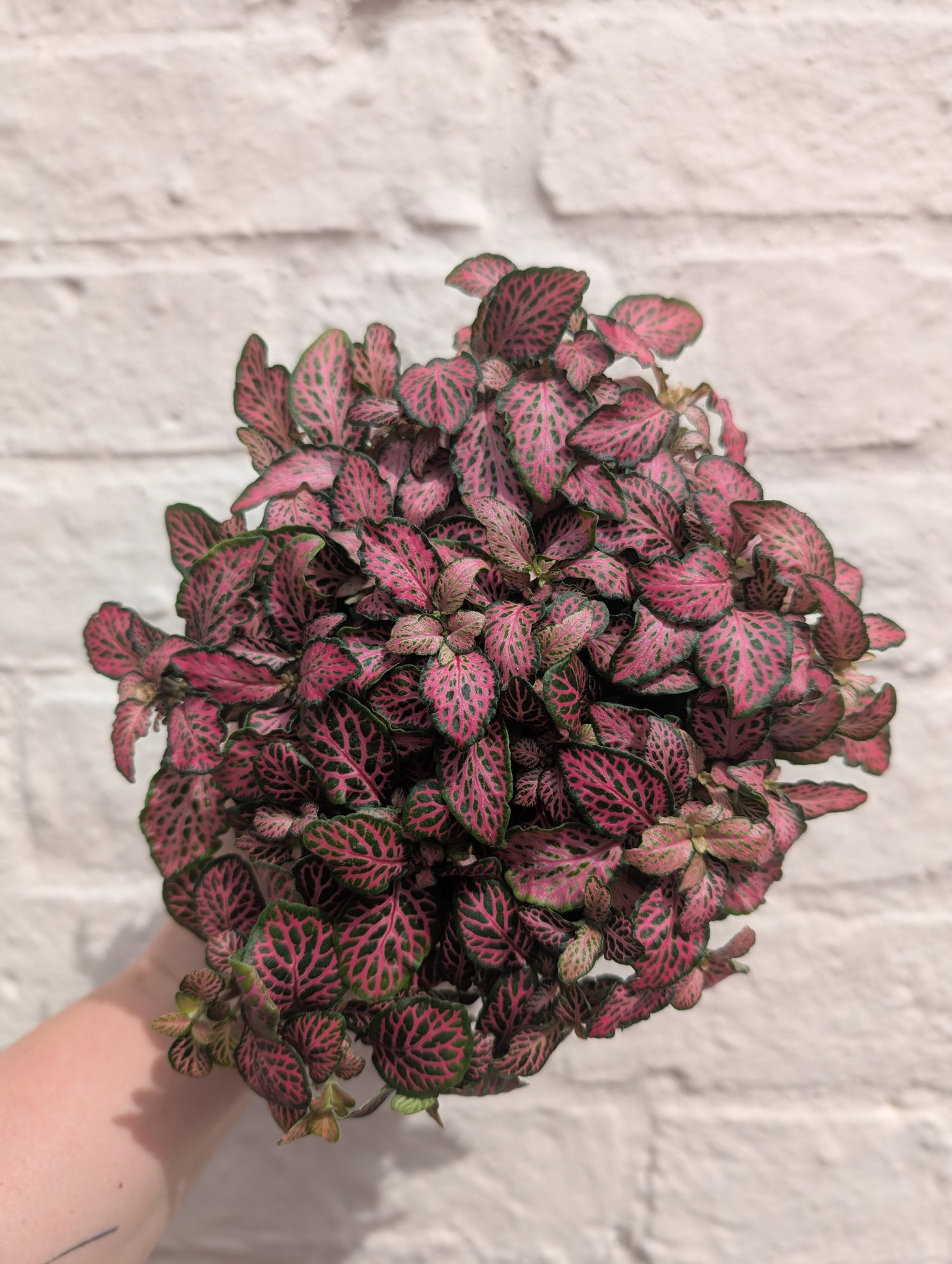 Fittonia varieties (Nerve plant/ Mosaic plant)