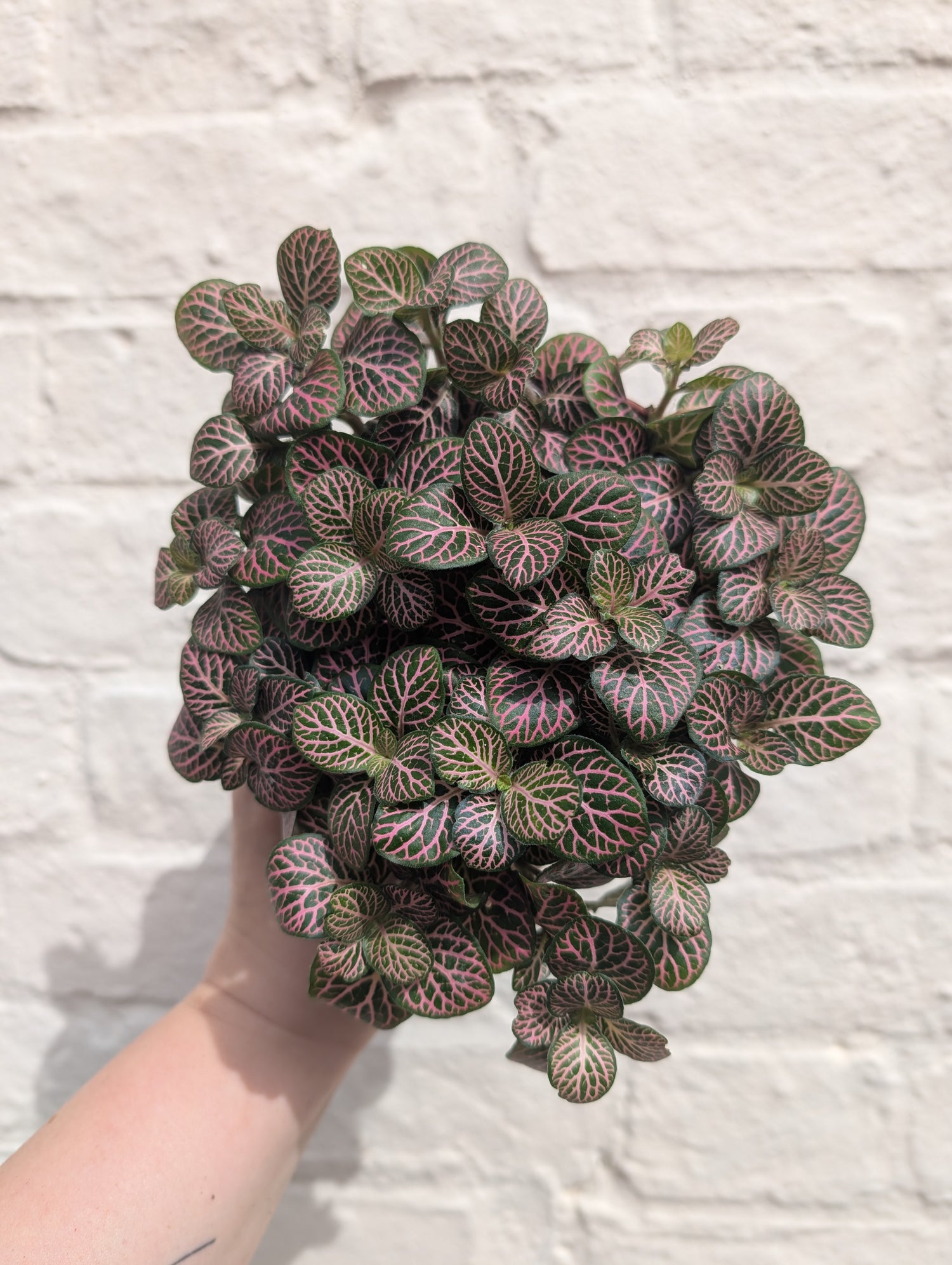 Fittonia varieties (Nerve plant/ Mosaic plant)