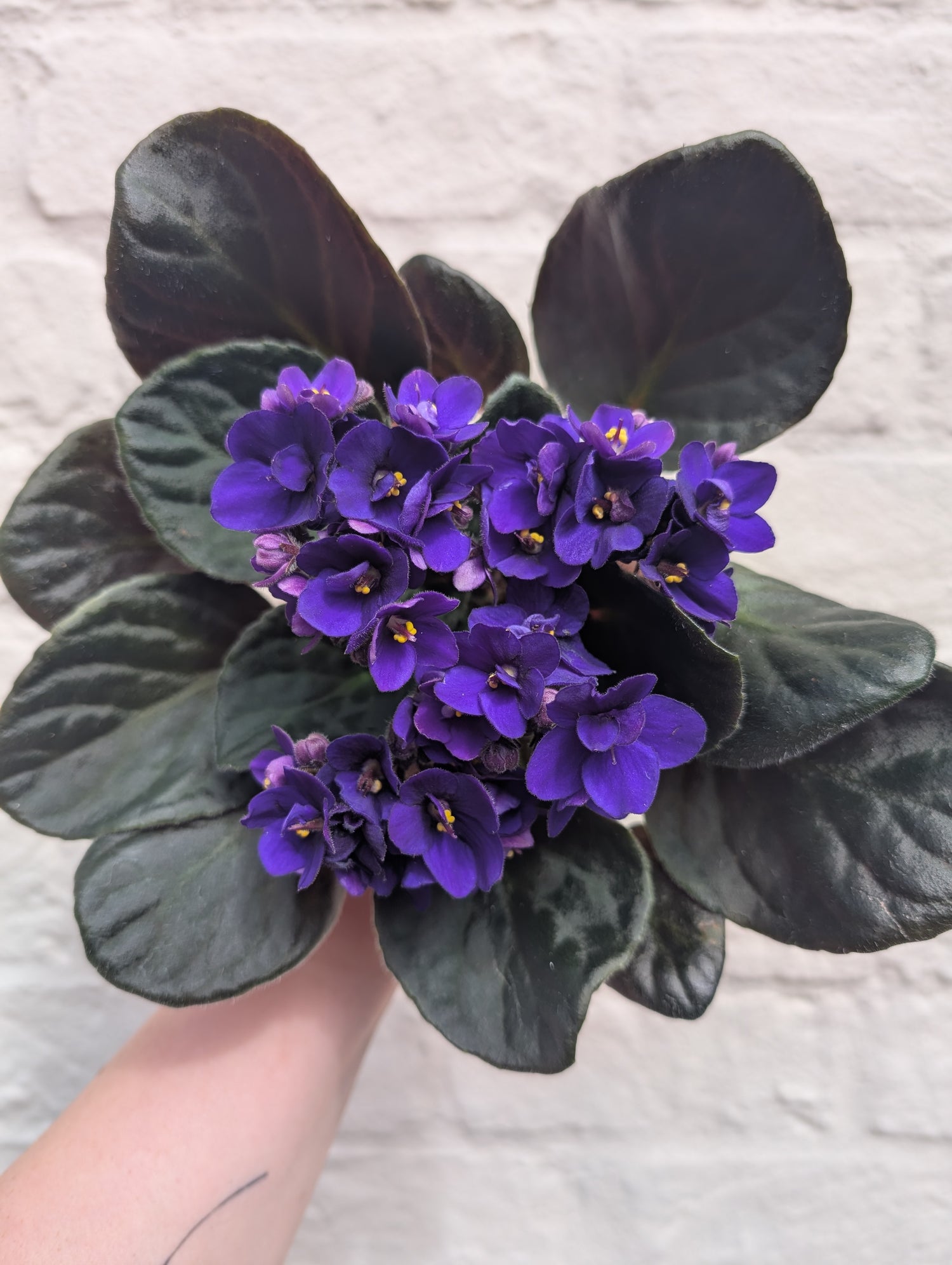 Saintpaulia ionatha (African violet)