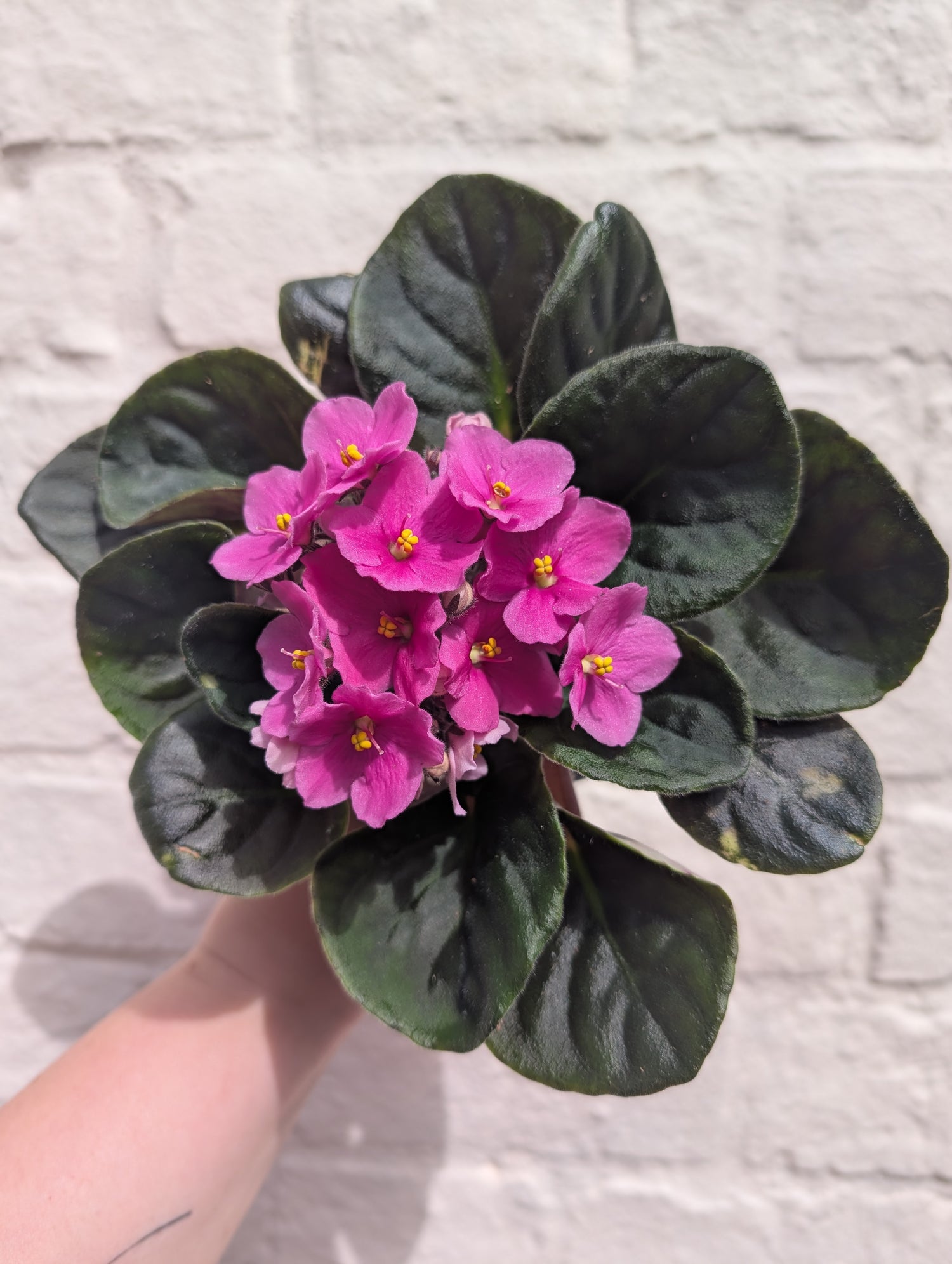 Saintpaulia ionatha (African violet)