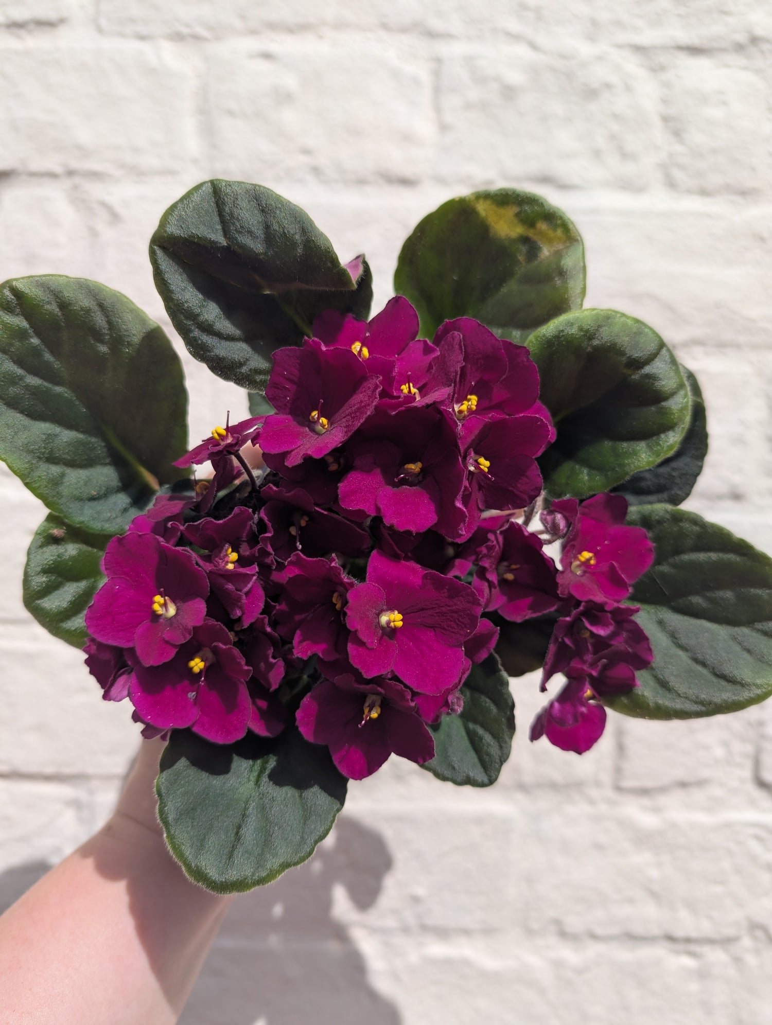 Saintpaulia ionatha (African violet)