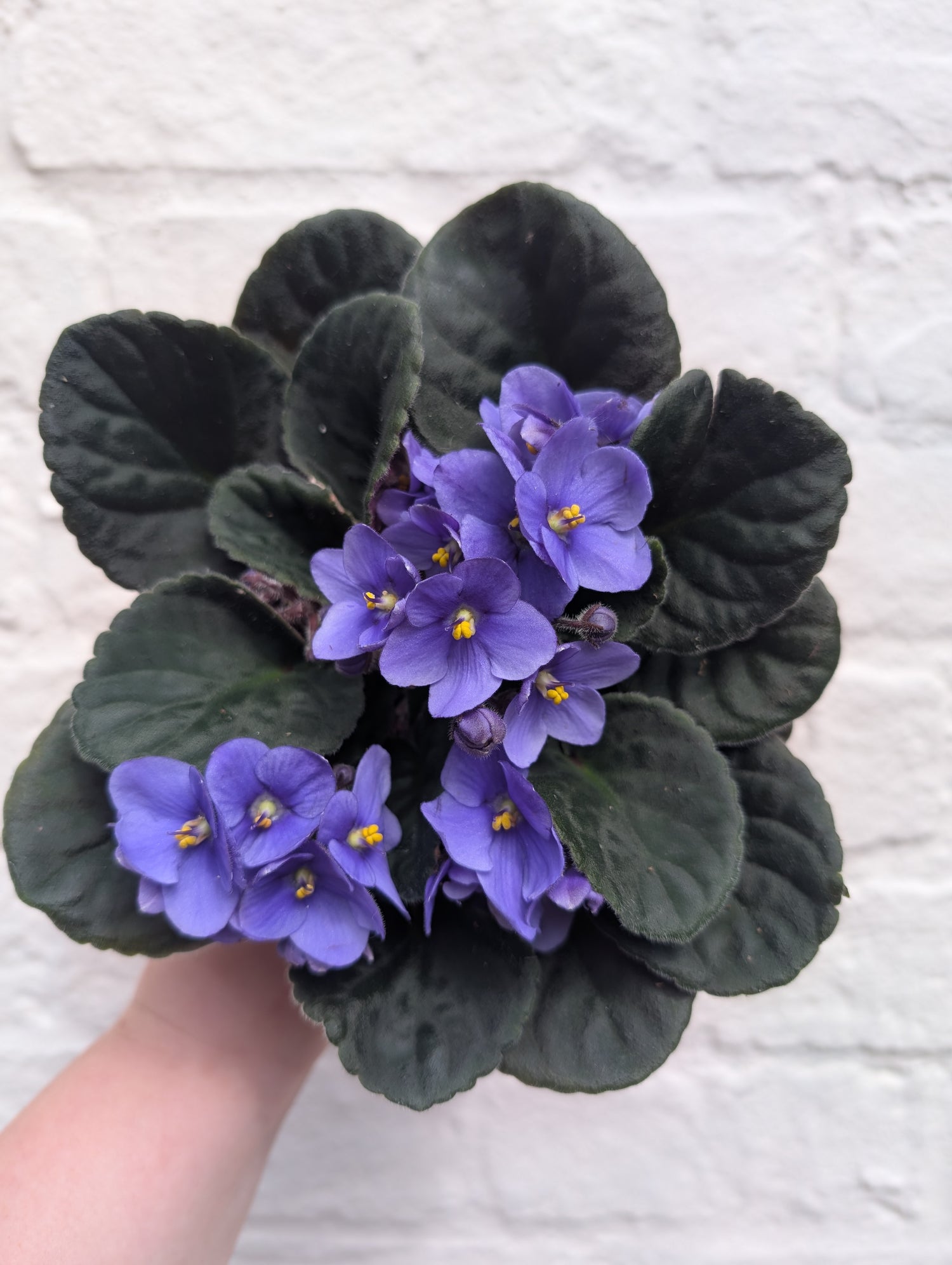 Saintpaulia ionatha (African violet)