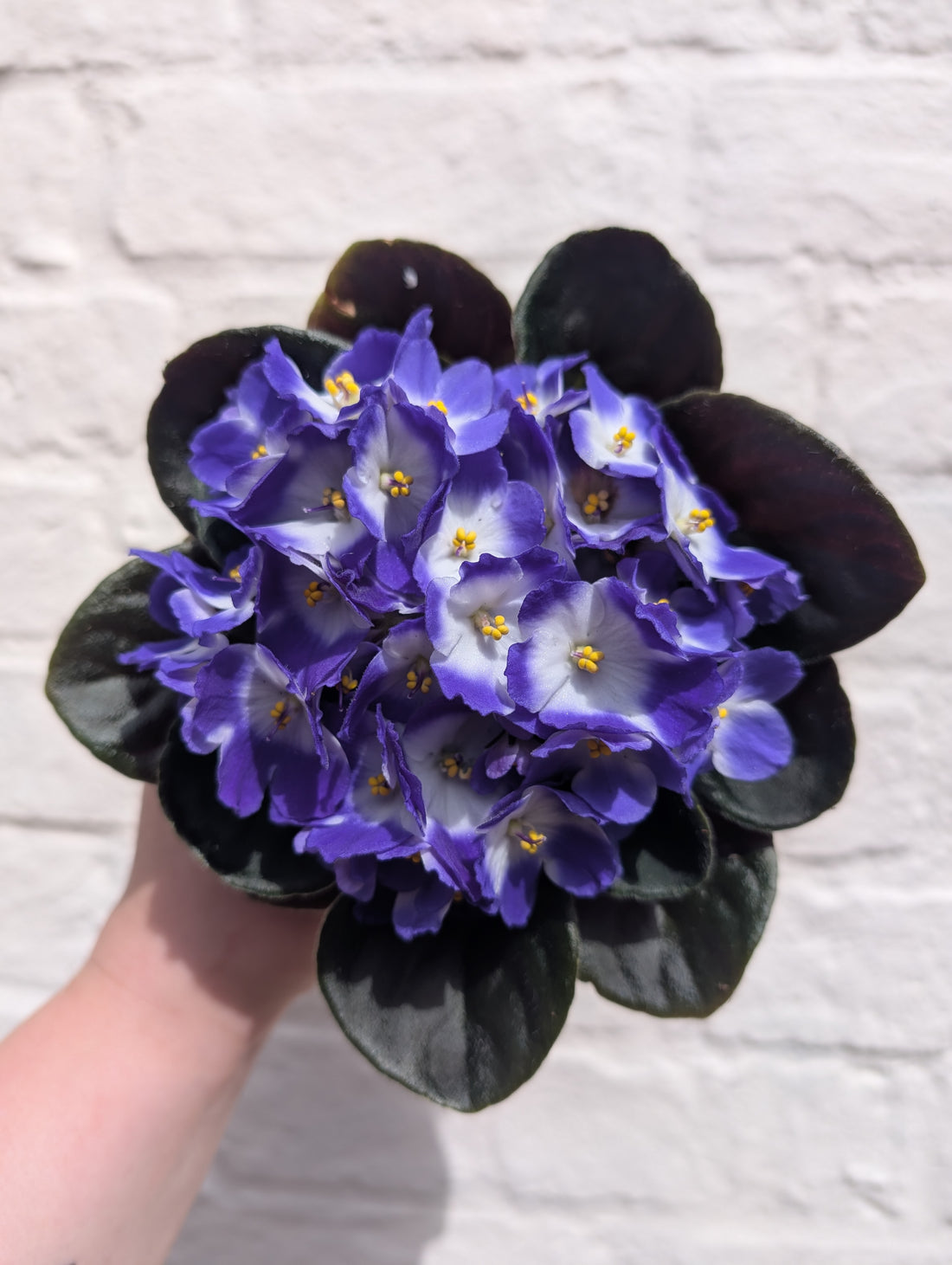 Saintpaulia ionatha (African violet)
