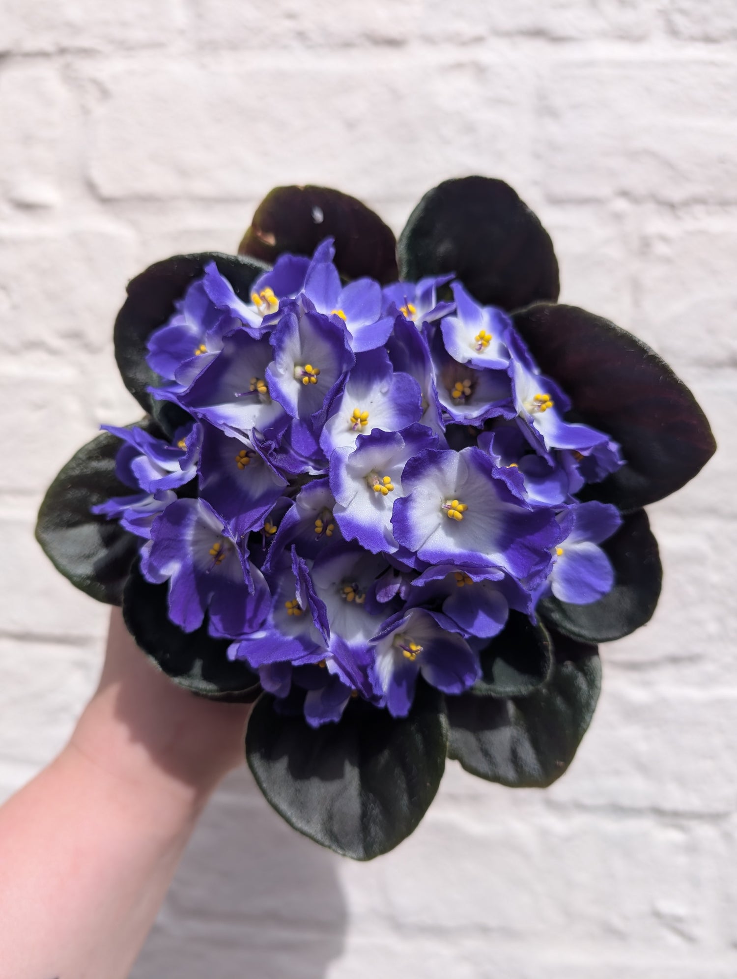 Saintpaulia ionatha (African violet)