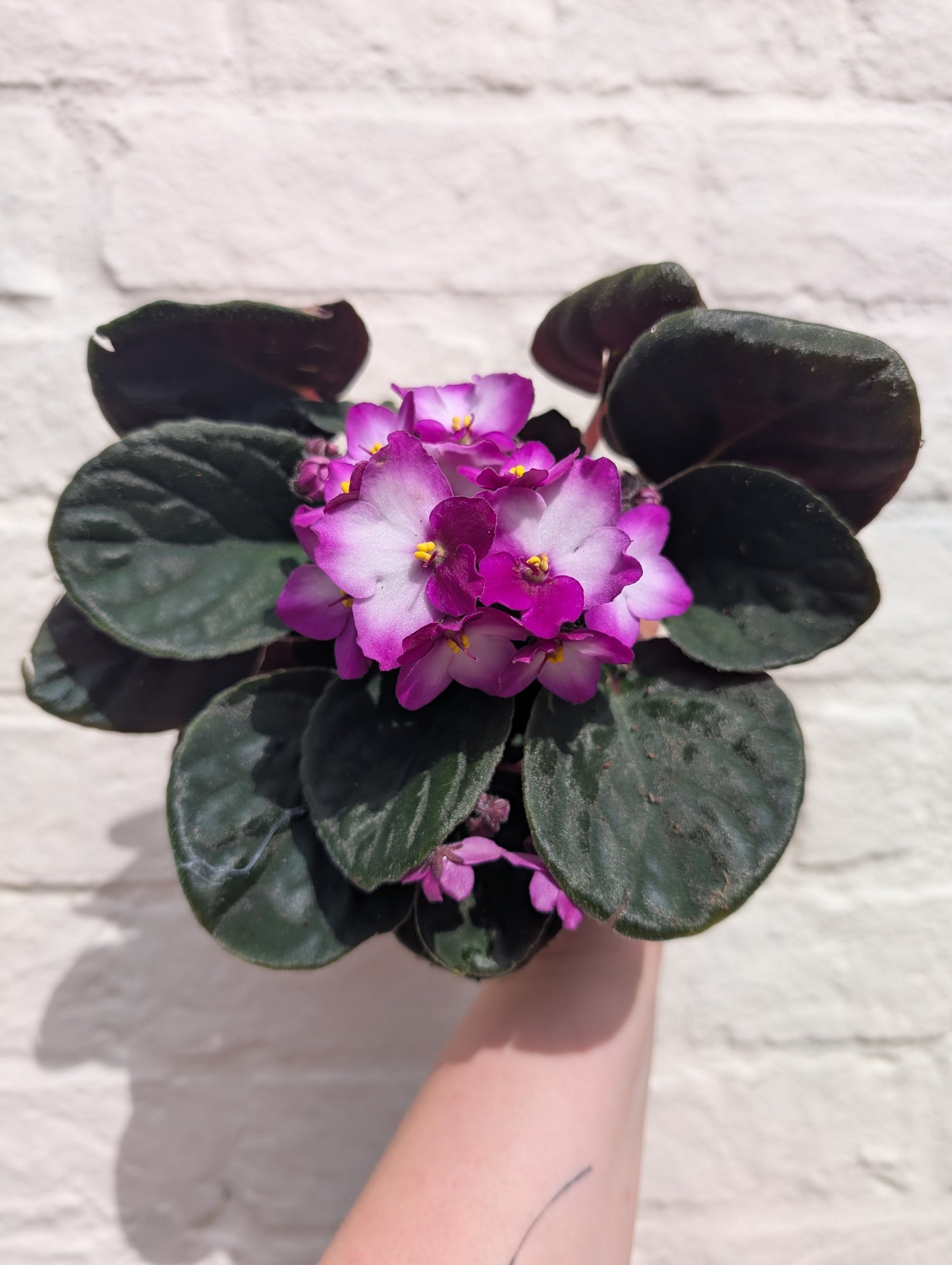 Saintpaulia ionatha (African violet)