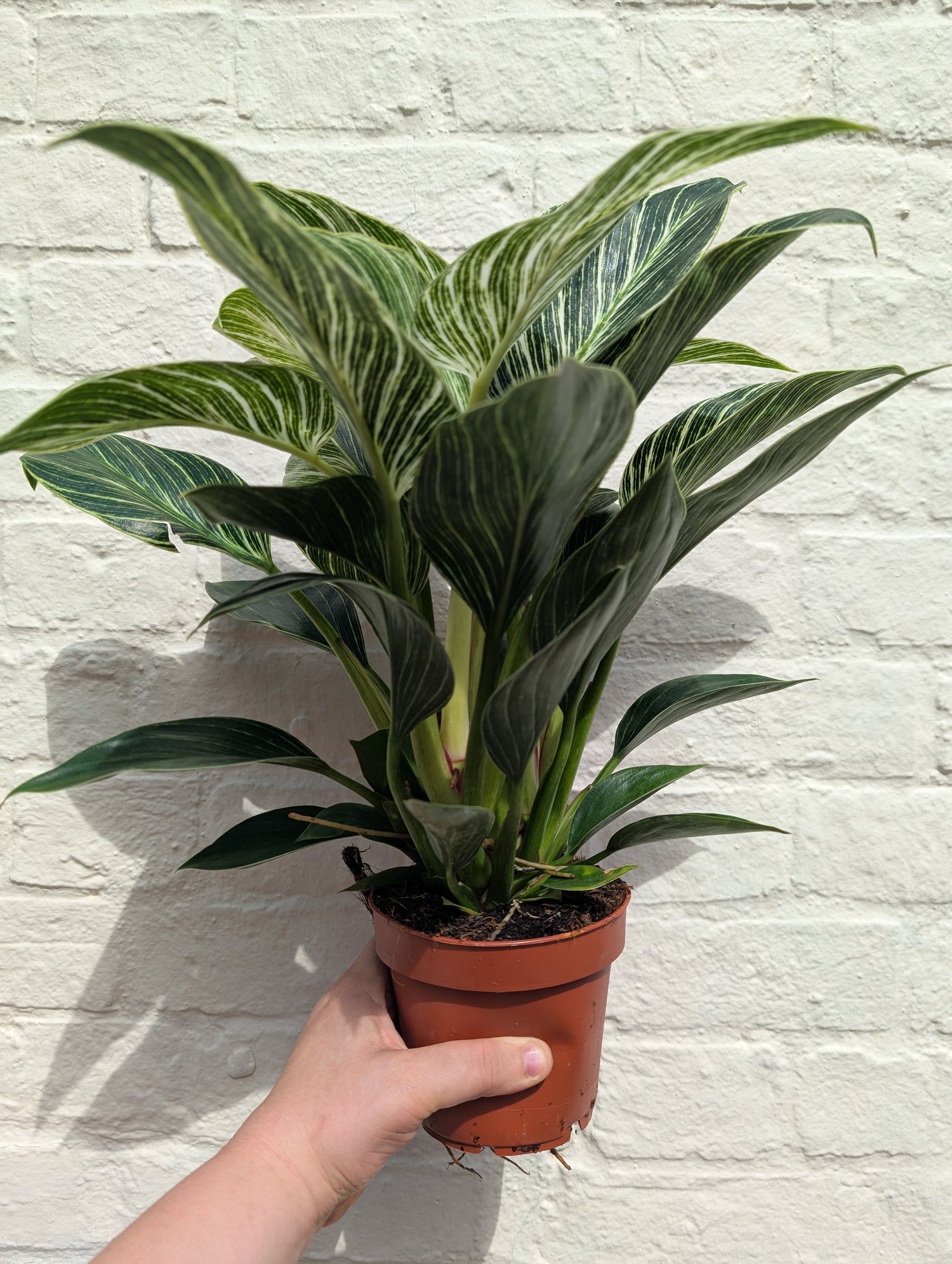 Philodendron birkin &