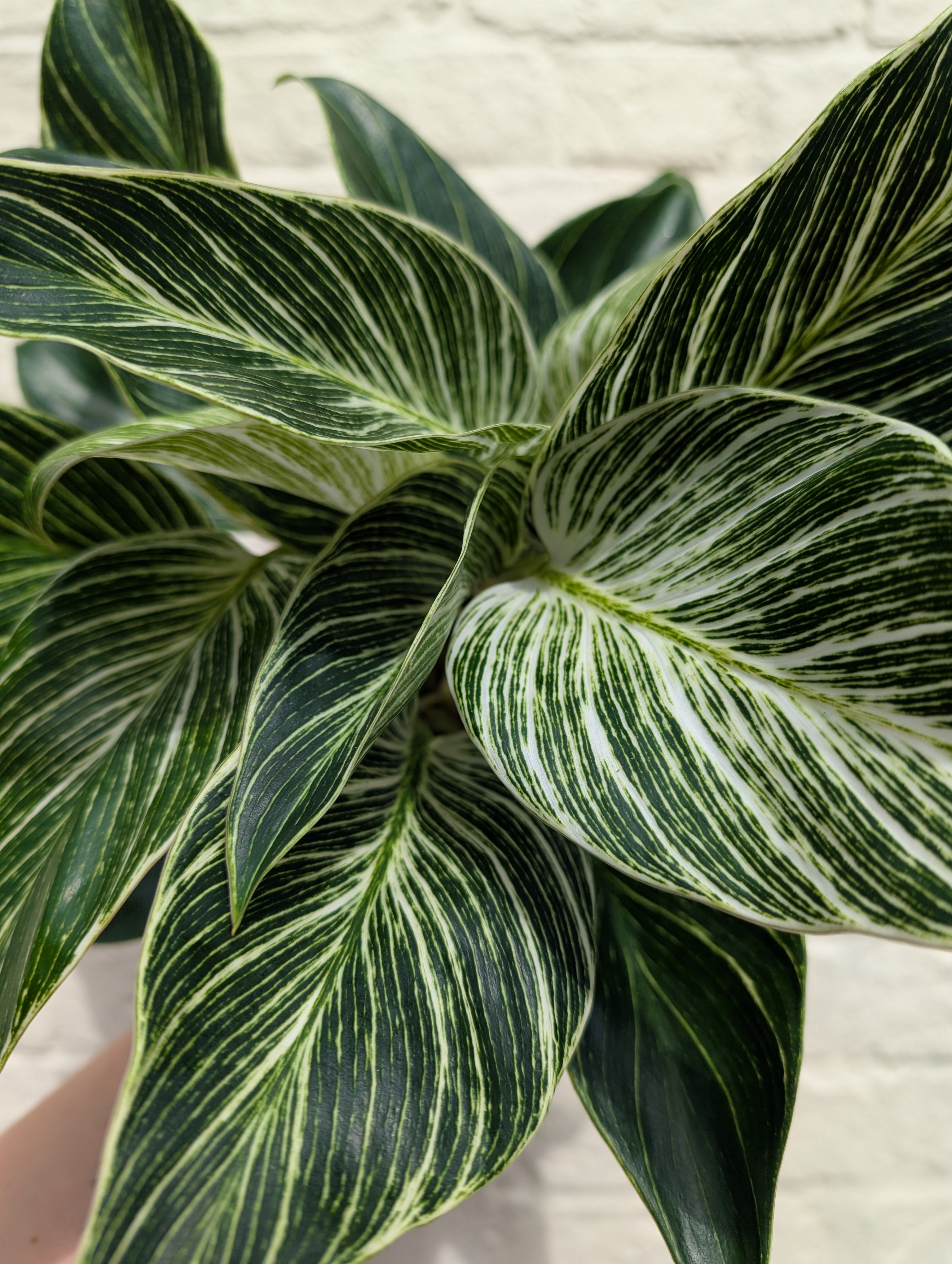Philodendron birkin &