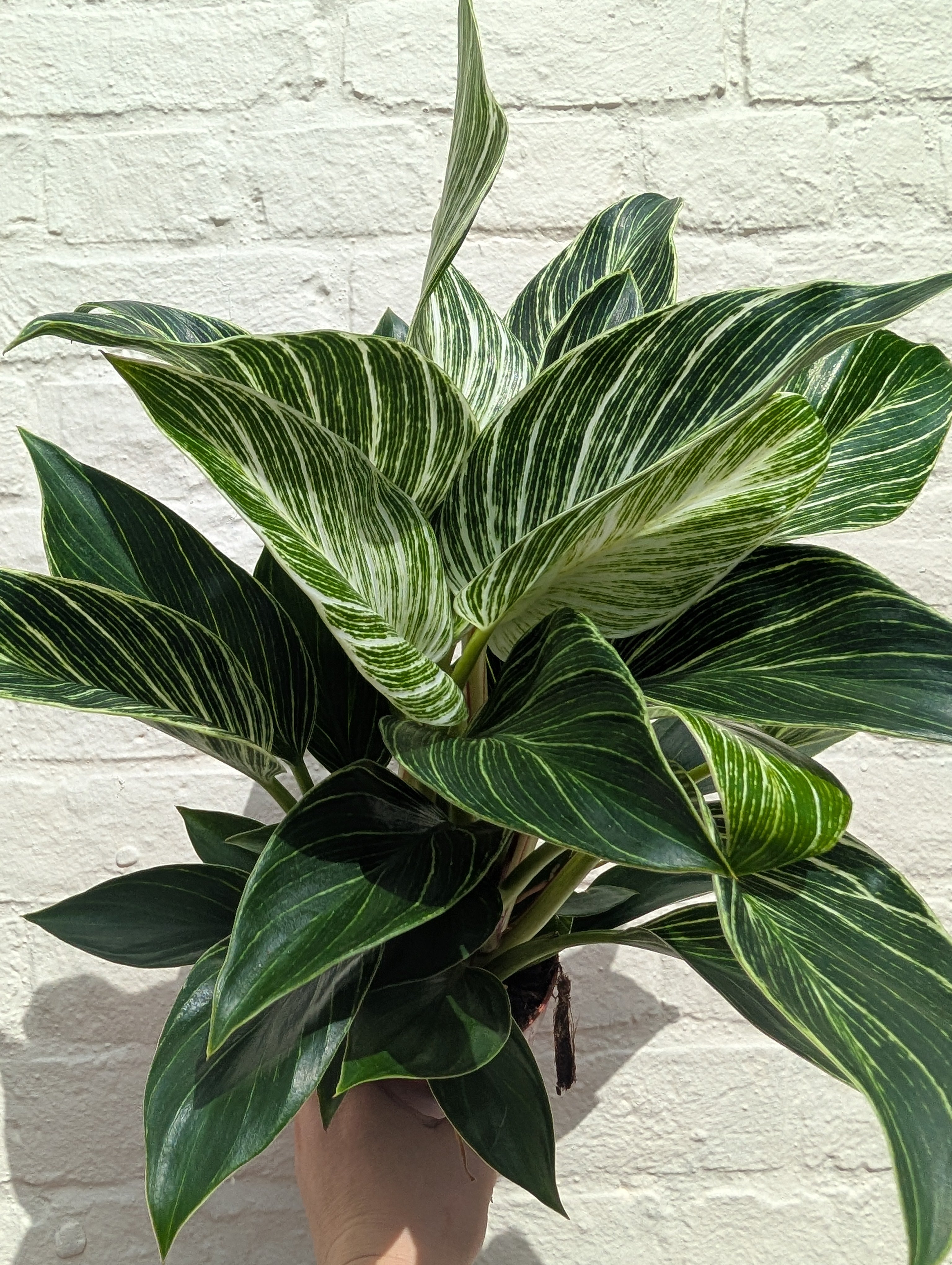 Philodendron birkin &