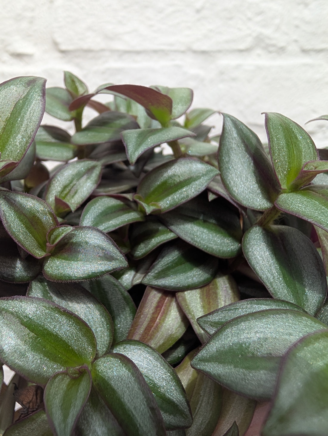 Tradescantia zebrina (Inch plant/ Wandering Dude)