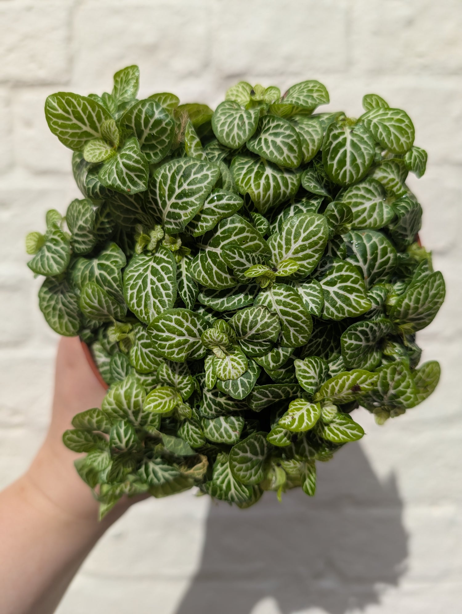 Fittonia varieties (Nerve plant/ Mosaic plant)