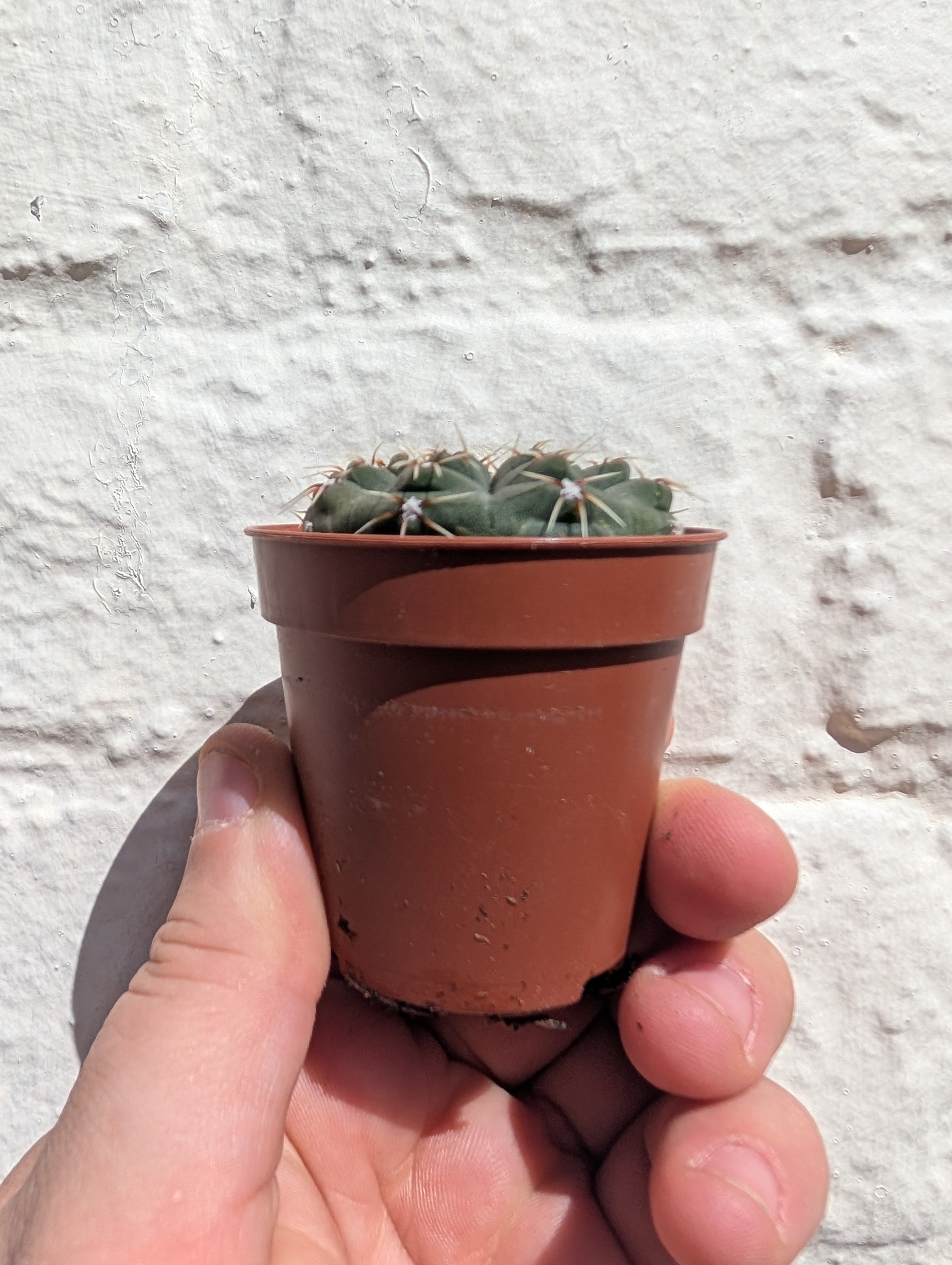 Gymnocalycium quehlianum (Quehla chin cactus)