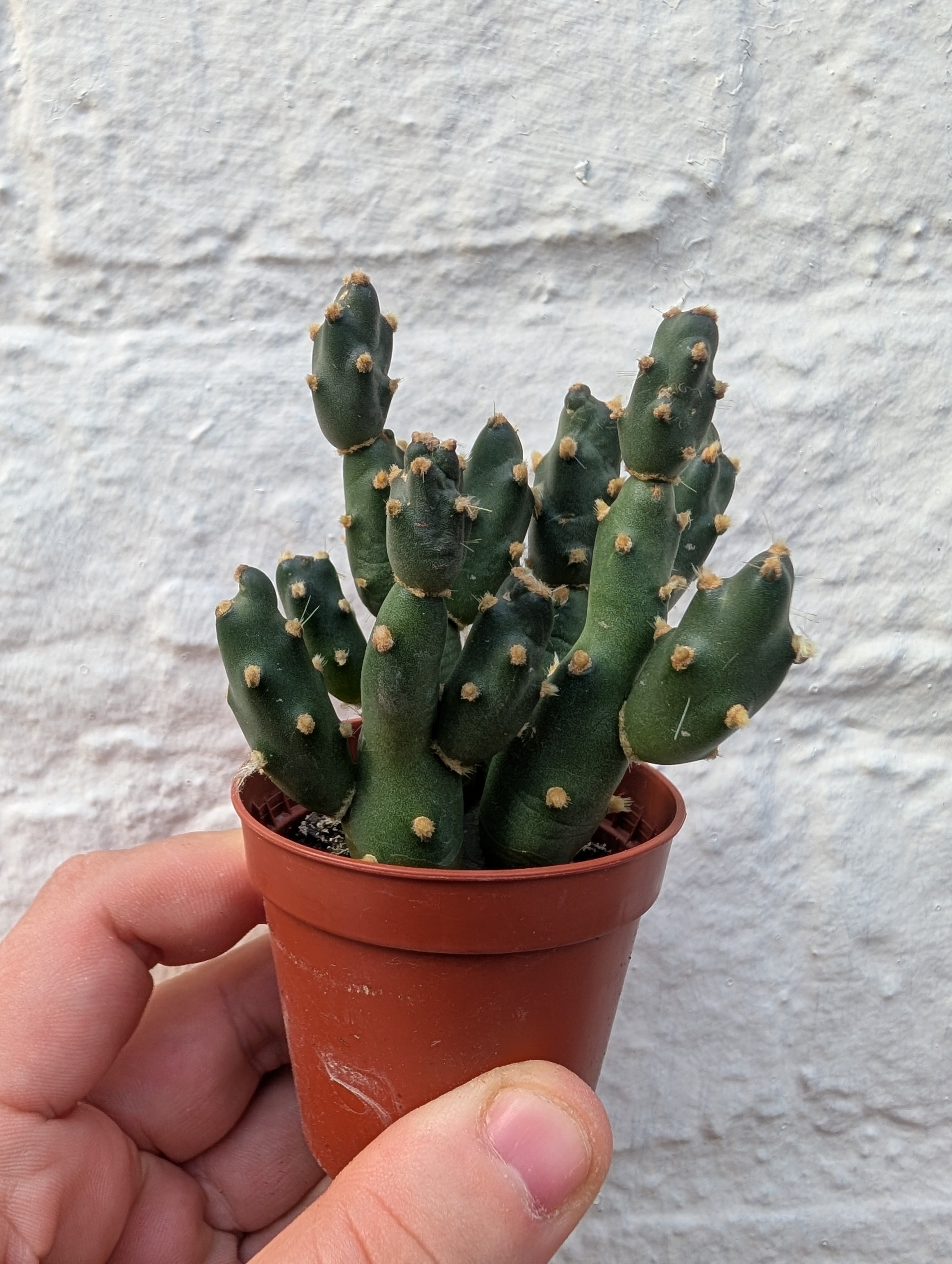 Opuntia fragilis (Brittle cactus/ Brittle Prickly Pear)