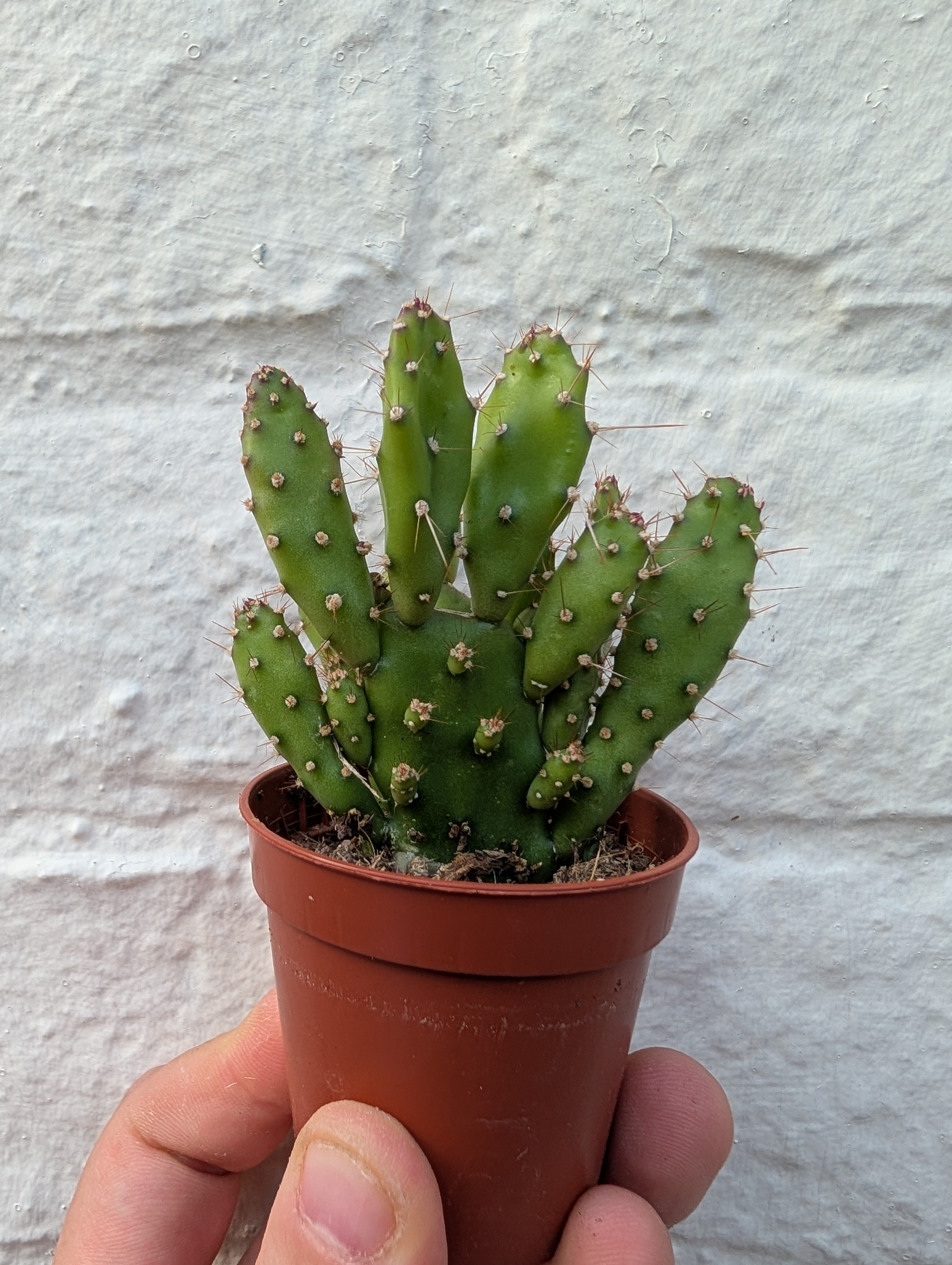 Opuntia &