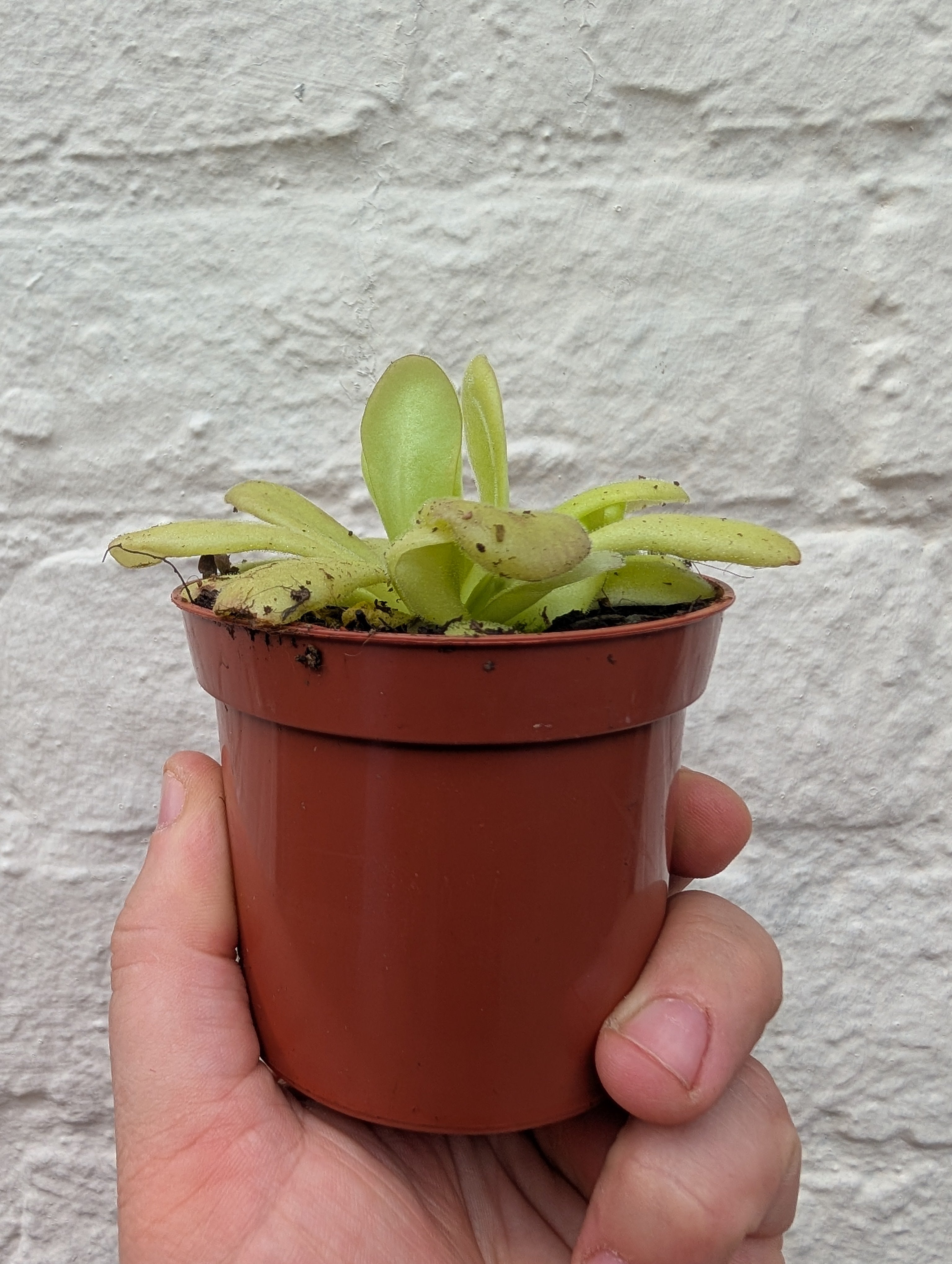 Pinguicula agnata (Butterwort/ Carniverous plant)