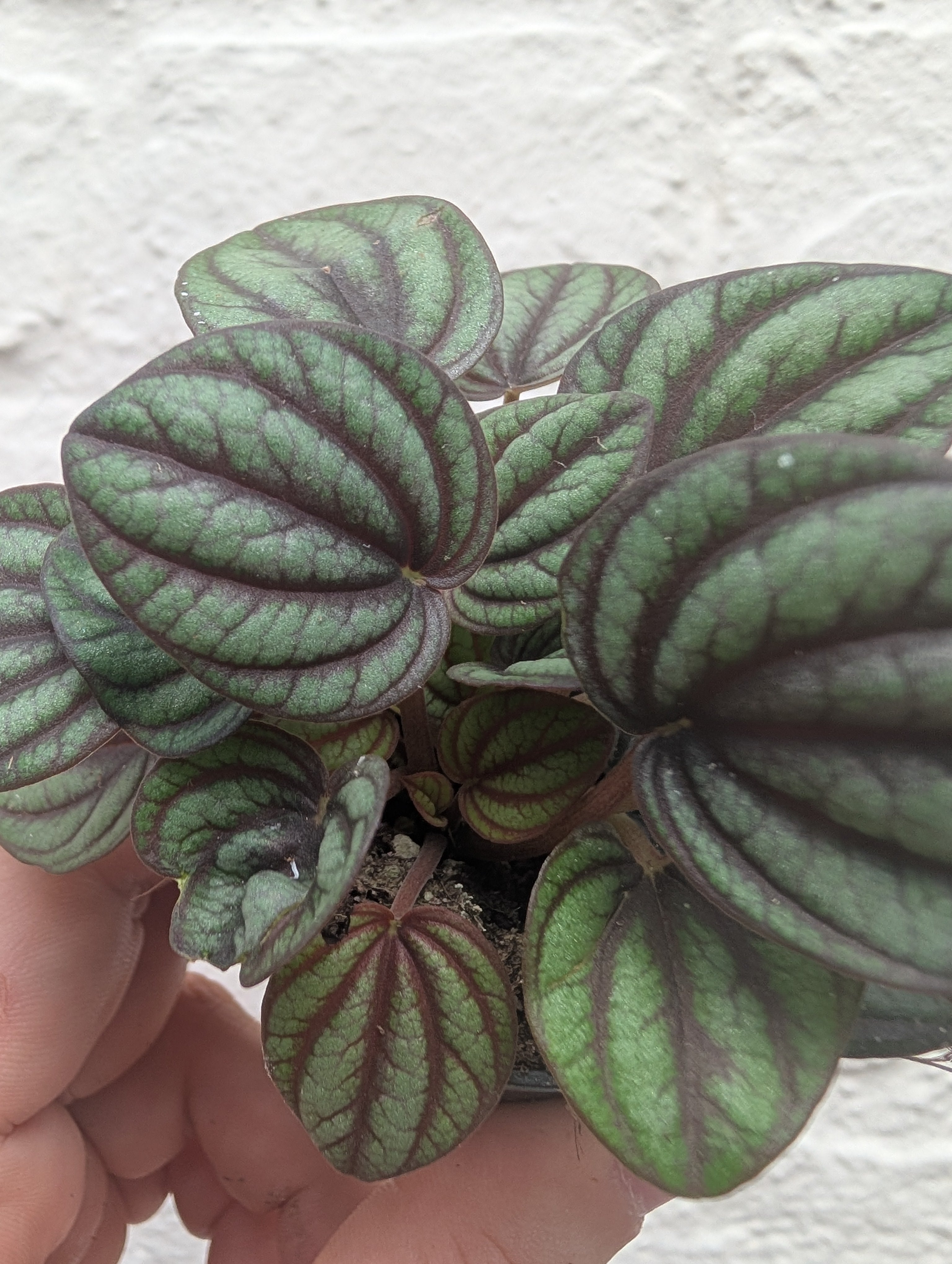 Peperomia albovittata &