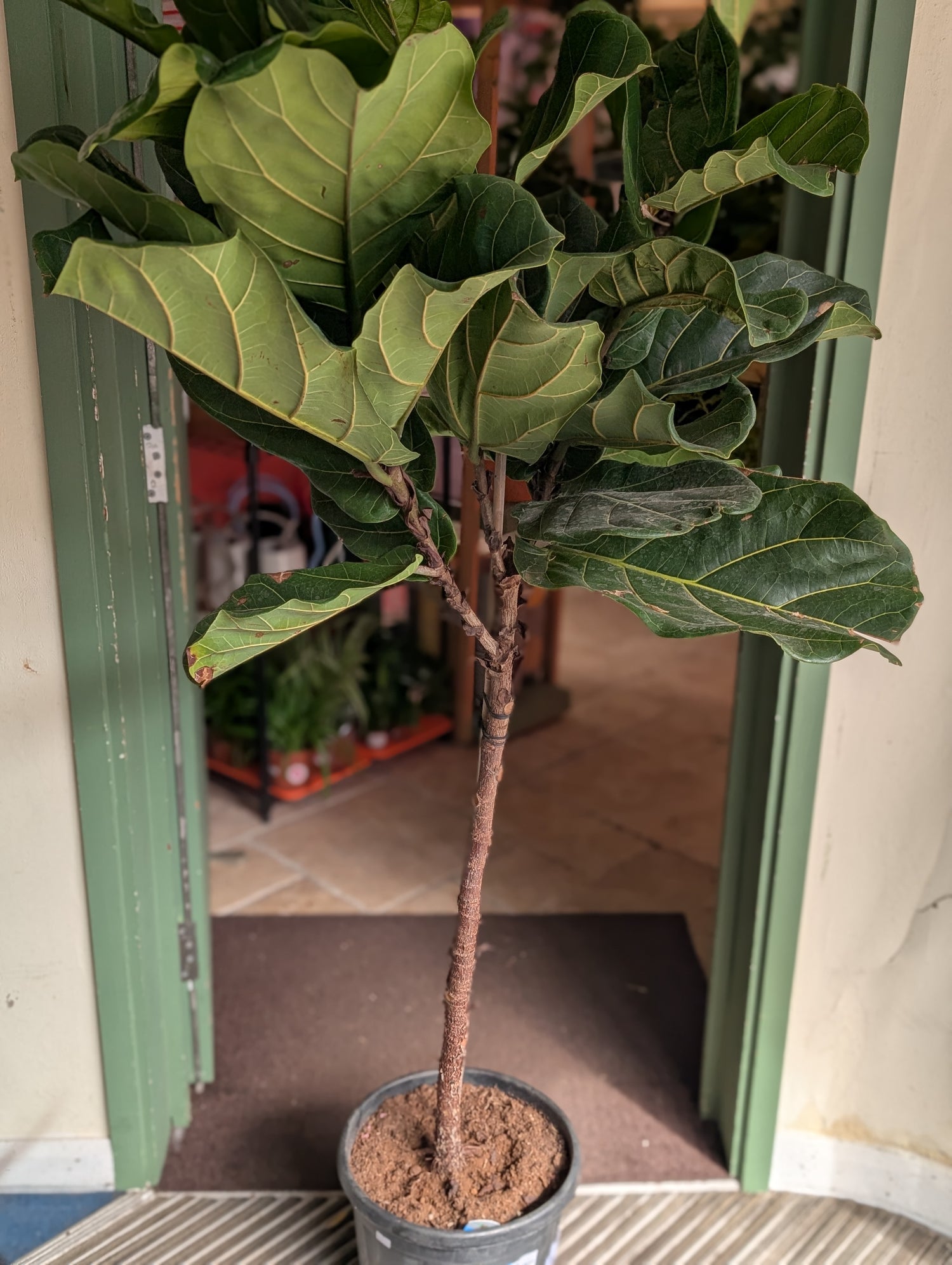 Ficus lyrata (Fiddle leaf fig)