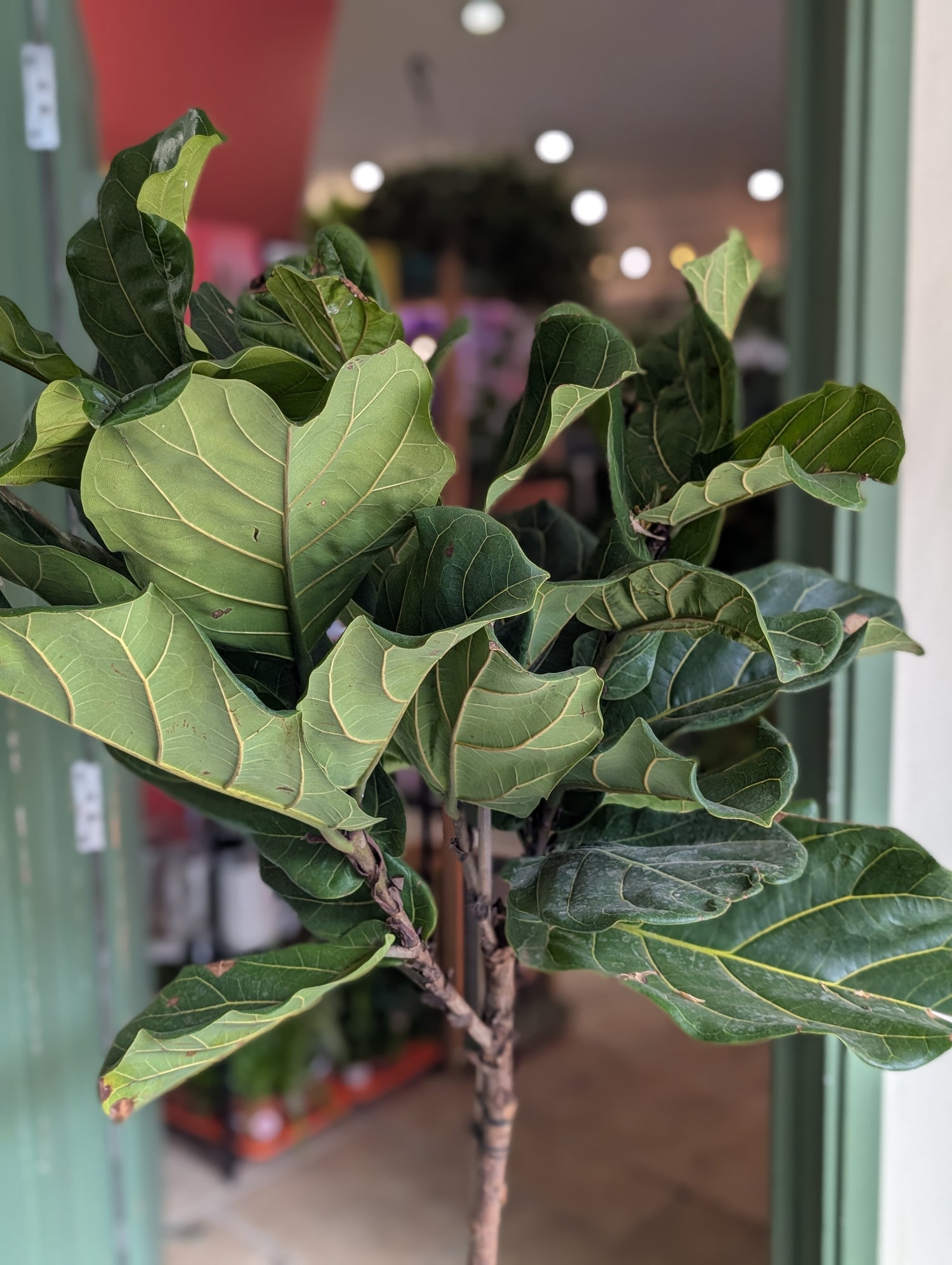 Ficus lyrata (Fiddle leaf fig)