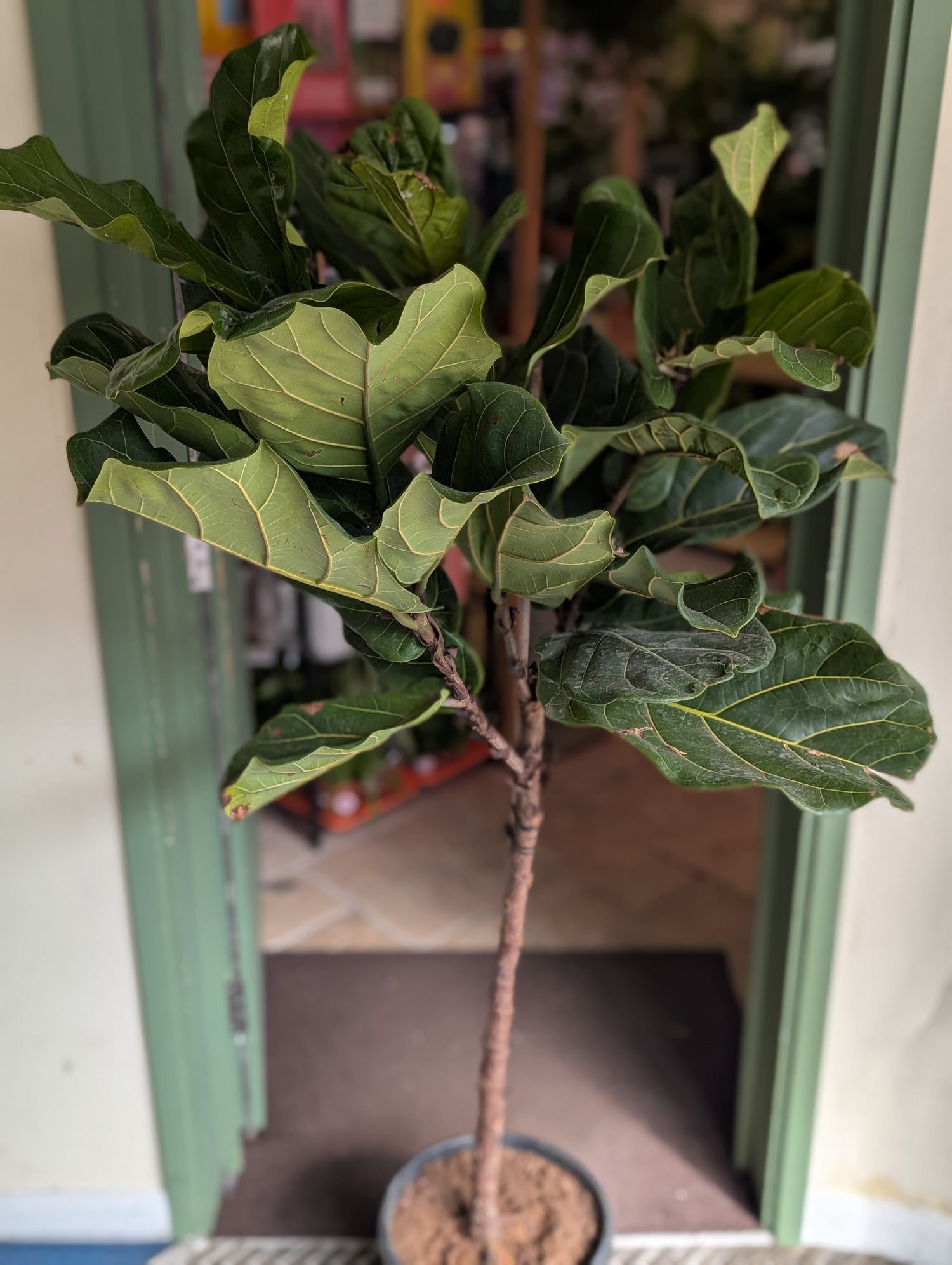 Ficus lyrata (Fiddle leaf fig)