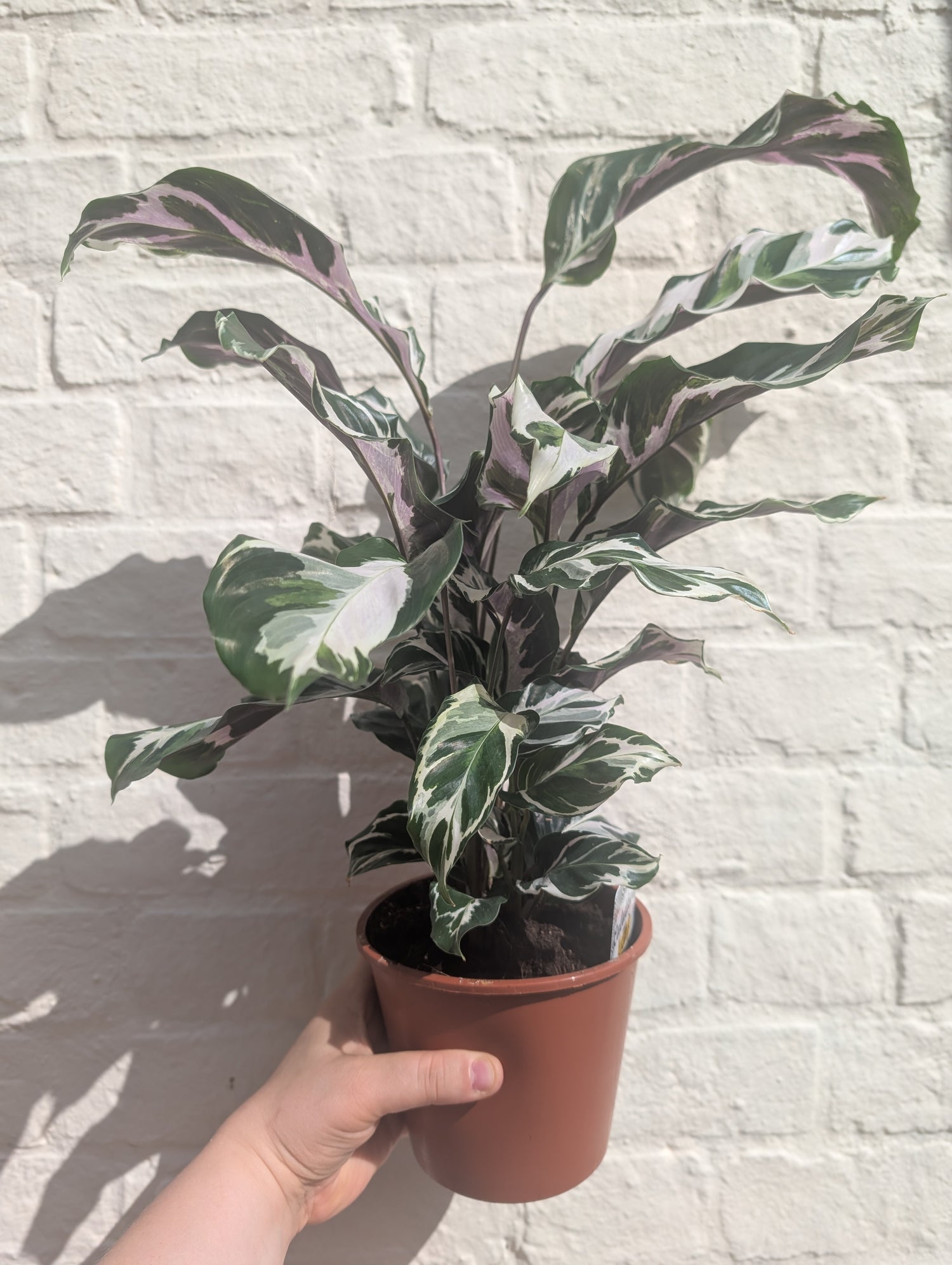 Goeppertia lietzei &