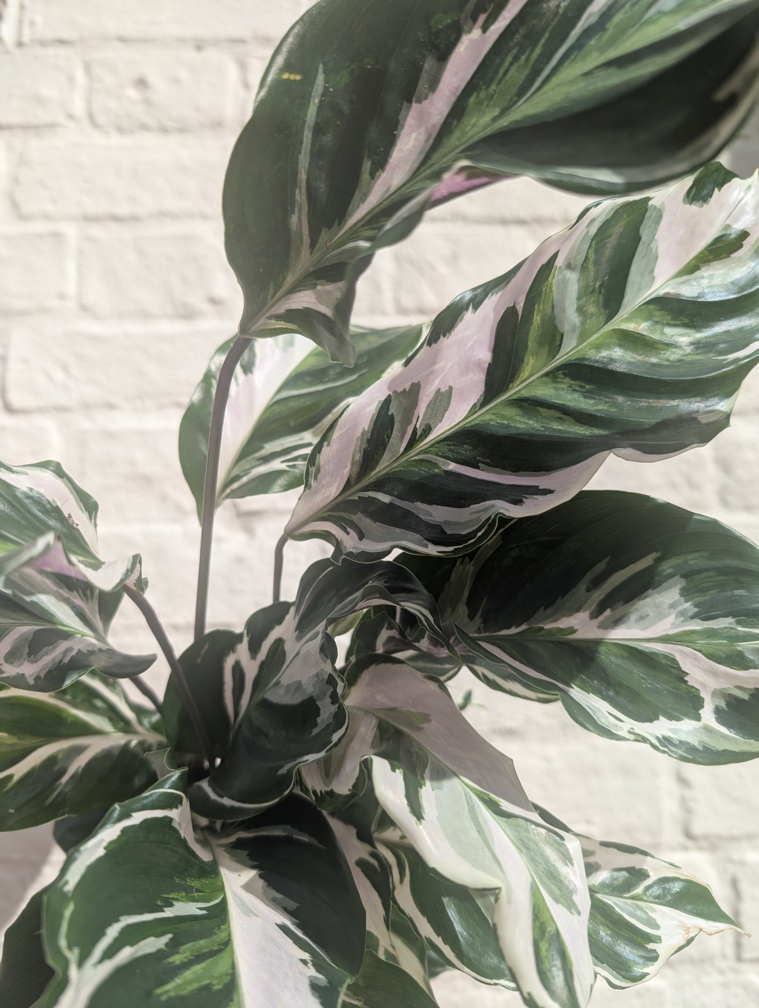 Goeppertia lietzei &