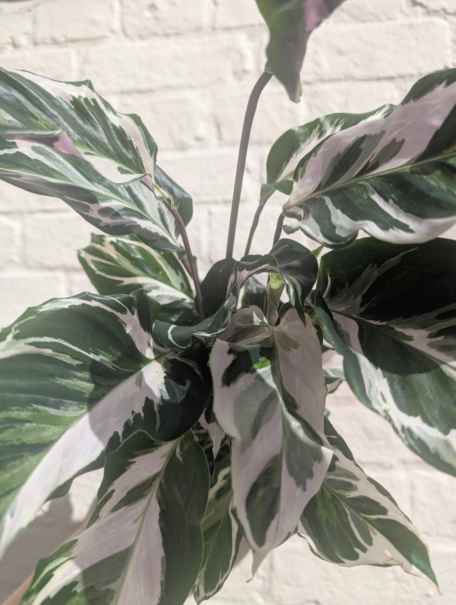 Goeppertia lietzei &