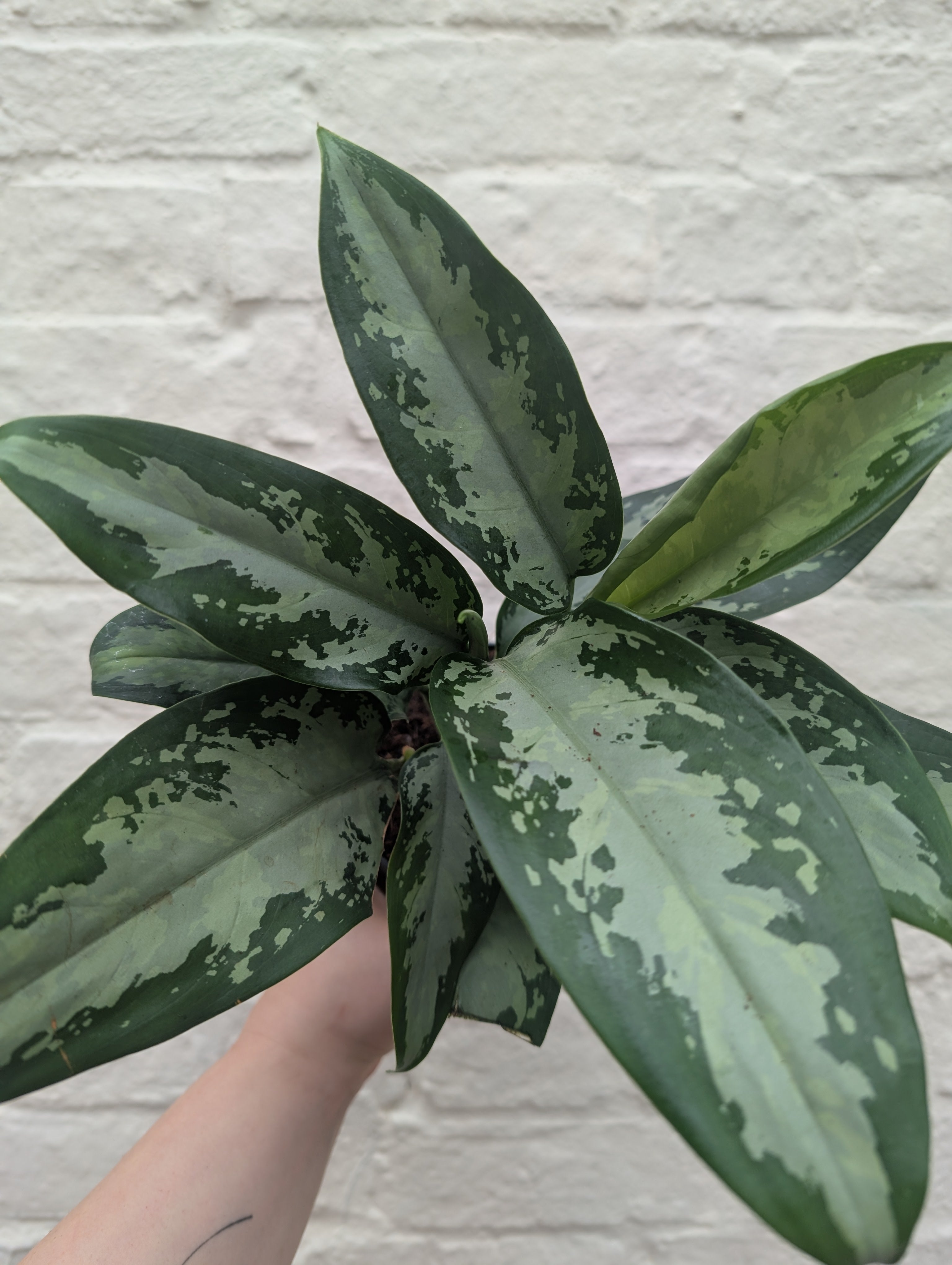 aglaonema jubilee compacta Buy Aglaonema 'Jubilee Compacta'