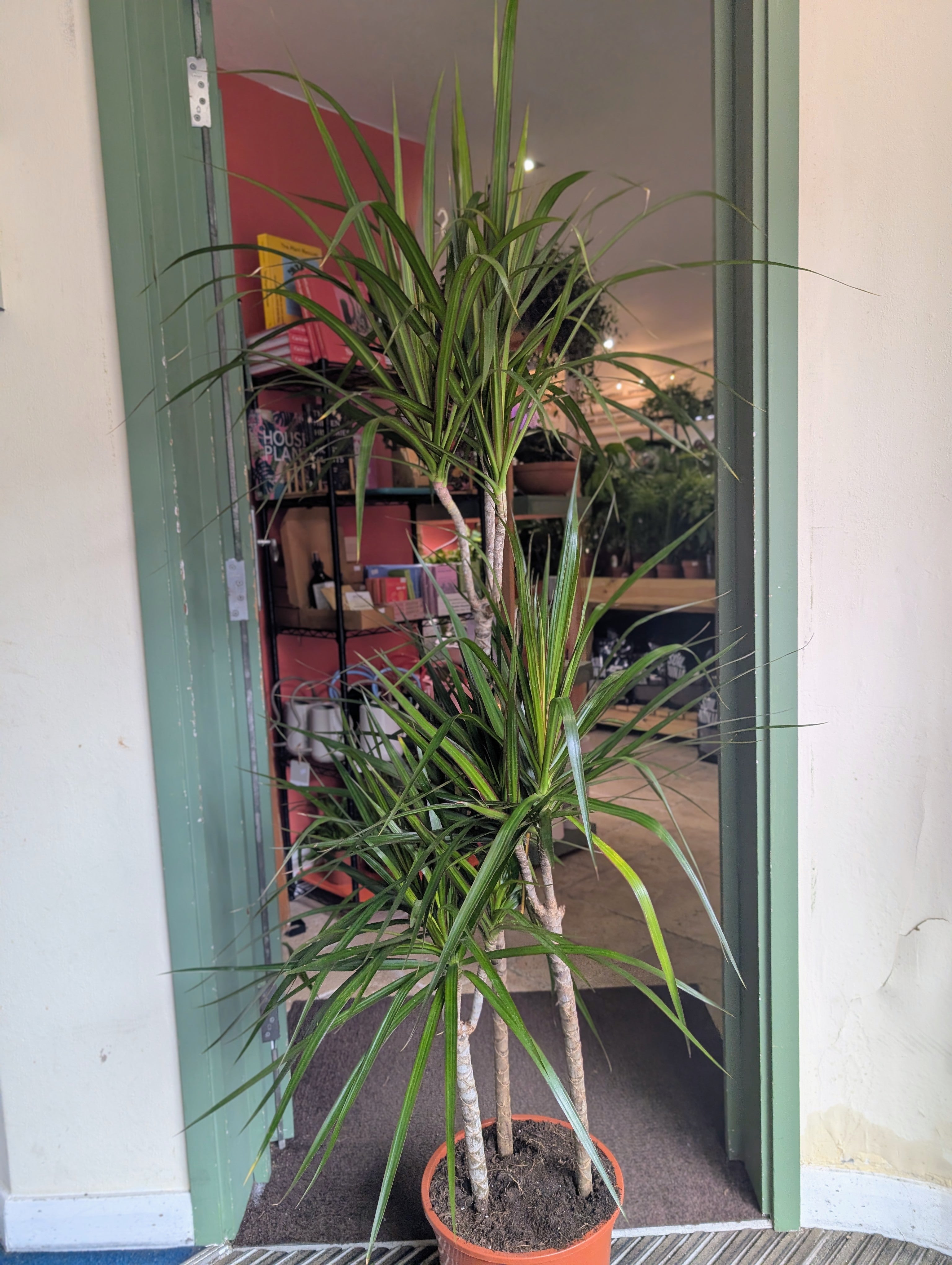 Dracaena Marginata (Dragon Tree)